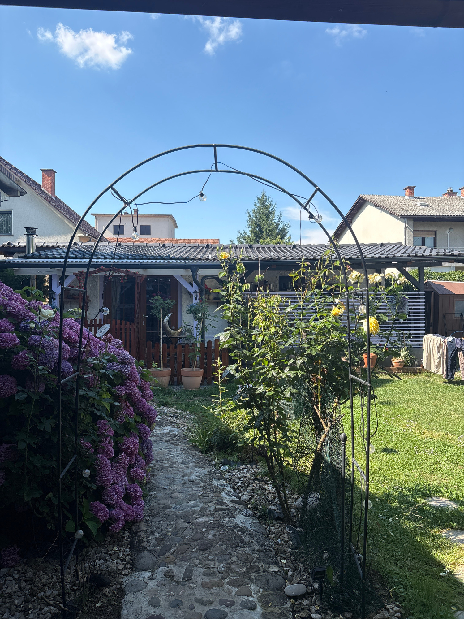 The image depicts a sunlit backyard with a stone pathway leading through a black metal archway. To the left, a dense bush of vibrant purple hydrangeas overflows with blooms, partially obscuring the pathway and the arch. On the right side of the arch, a rose bush with yellow flowers is visible. Beyond the arch, a small, rustic wooden shed with a brown roof stands on a green lawn. Clothes are hanging on a rack next to the shed. In the background, several houses with tiled roofs and brick chimneys are visible. The sky is clear blue with a few wispy clouds. The scene appears to be a peaceful residential backyard on a clear day.