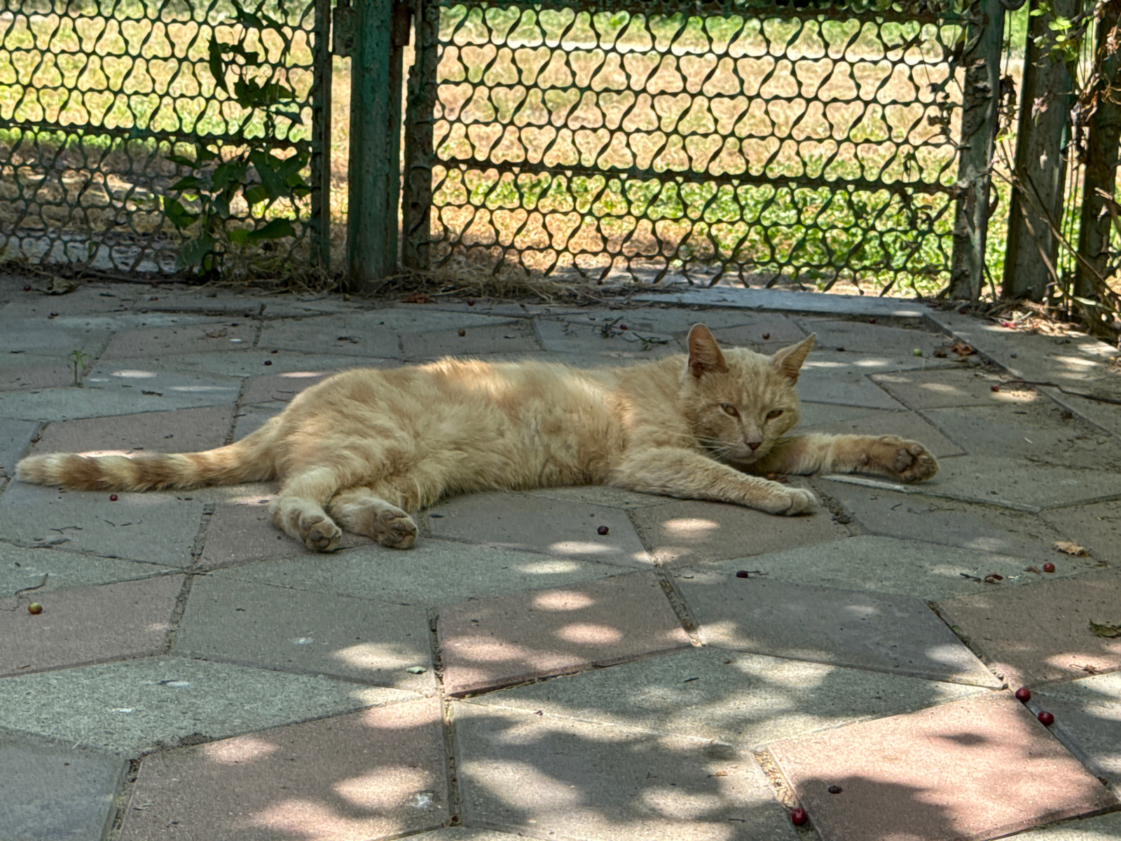 An orange cat is lying on its back on a stone patio, its legs splayed out. The cat appears to be relaxed and enjoying the sun. The patio is made of large, square stones, and there are shadows from tree leaves cast across the surface. In the background, there is a metal fence with a lattice pattern, and beyond that, green foliage. The image is taken from an upside-down perspective, making it appear as though the cat is floating in the air. The time of day appears to be daytime, likely sunny due to the shadows. The location is Chervonosilske, Russia.