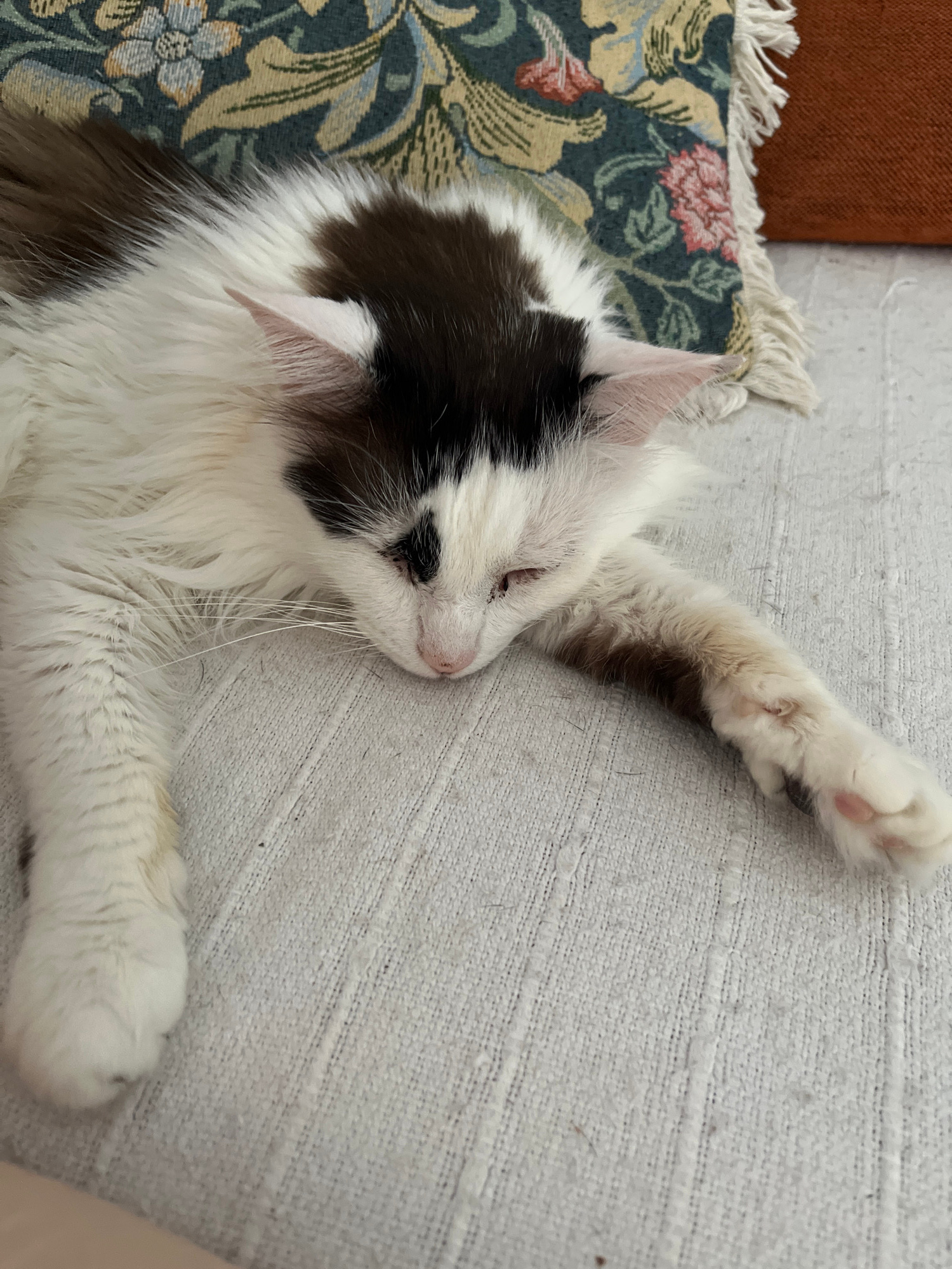 A white and brown fluffy cat is sleeping on a textured light-colored surface, possibly a couch or bed. The cat has patches of dark brown fur on its head and back, and its eyes are closed. One of its front paws is extended forward, showing pink toe beans. The cat is positioned next to a decorative pillow with a floral pattern in shades of blue, green, and pink, and a fringed edge. To the right of the pillow, a portion of an orange-colored object, likely another pillow or furniture, is visible. The overall scene suggests a relaxed domestic setting. The image does not contain any information that would allow for its location in Torrevieja, Spain to be determined.