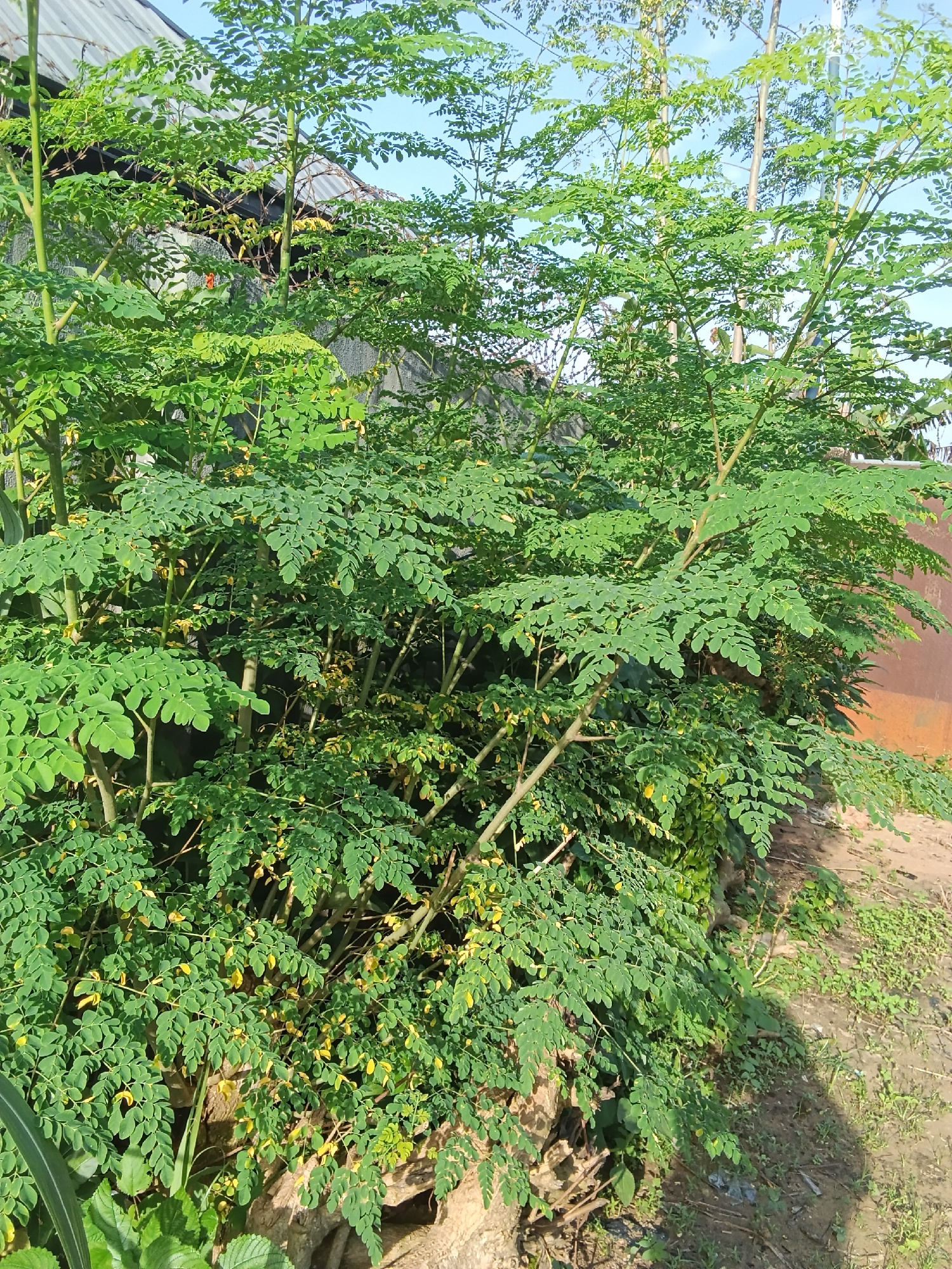 A vertical, eye-level shot shows a dense, leafy green moringa tree. The tree is full of compound leaves, with each leaf made up of many small, oval-shaped leaflets. The stems are a pale brown and the leaves are a vibrant green, with some yellowing leaves scattered throughout. The tree appears to be in a natural setting, with a dirt ground and some rocks visible at the base. In the background, a corrugated metal roof of a building can be seen, along with a rusty metal wall. The sky is a clear blue. The lighting suggests it is daytime, possibly morning or late afternoon, given the quality of light and the shadows. There are no people visible in the image.