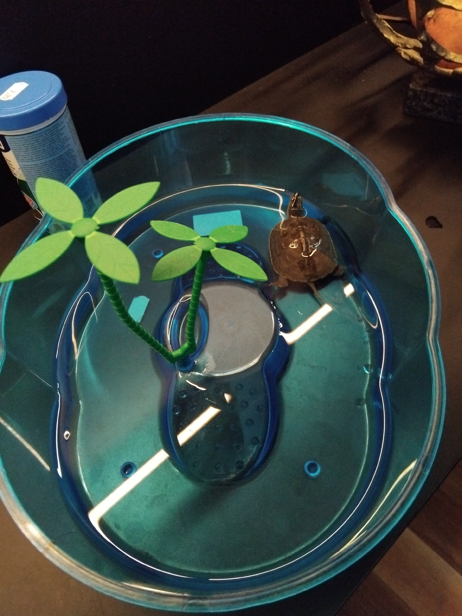 A small turtle is swimming in a shallow, teal-colored plastic container filled with water. The container has a raised, wavy blue rim and a smooth, sunken circular area in the center, likely a resting spot for the turtle. Two green, artificial plant decorations with flower-like tops are submerged in the water, with their stems attached to a bent tube. One of the plant stems is near the turtle. The turtle is dark brown with a patterned shell, and its head and legs are visible. The lighting in the image creates bright reflections on the water's surface and the plastic. In the foreground, a blue and white cylindrical object, possibly a bottle or can, is partially visible, with text and a price tag that reads "7.99". The overall setting appears to be indoors, with a dark background.