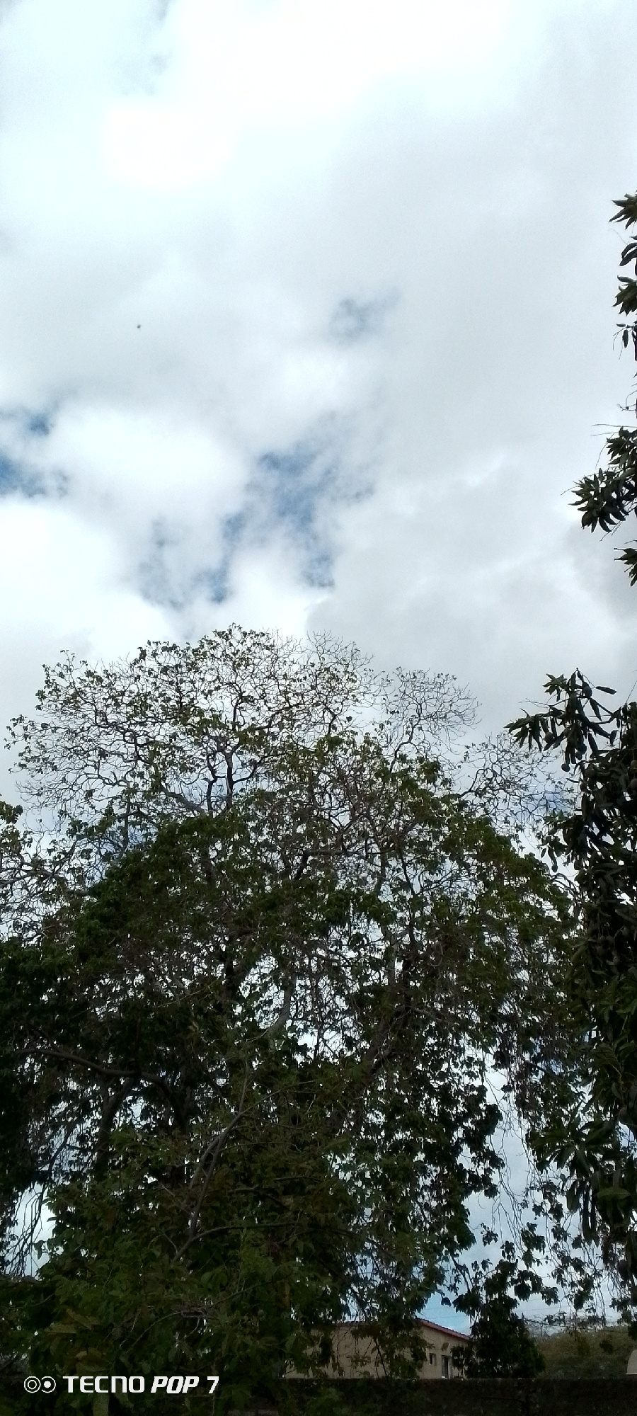 The image depicts a view of the sky through the branches of large trees. The sky is overcast with scattered clouds, some of which are white and fluffy, while others are darker and more diffused. Patches of blue sky are visible through the clouds. The trees have intricate branching structures, with some branches bare and others covered in dense green foliage. The overall impression is one of a natural scene with a slightly moody sky. The bottom left corner of the image features the text "TECNO POP 7", indicating the device used to capture the photograph. There are no people or specific actions depicted. The environment appears to be an outdoor setting, possibly in a park or a residential area with mature trees. No specific landmarks or elements definitively place the image in Altagracia, Venezuela.