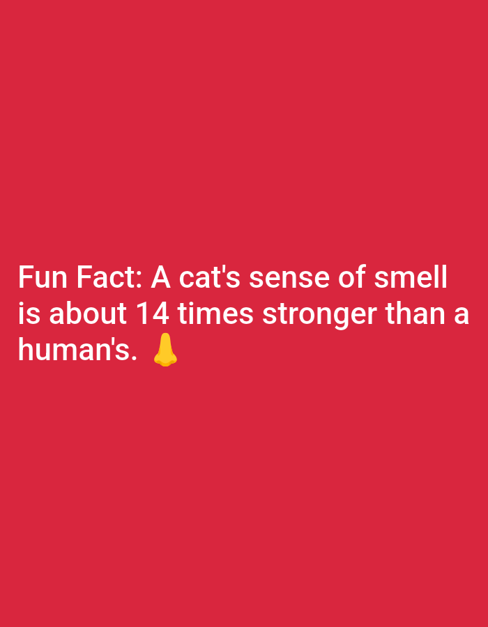 The media file is a digital image featuring text against a solid red background. The text, displayed in white, reads: "Fun Fact: A cat's sense of smell is about 14 times stronger than a human's. ๐". The emoji of a nose appears at the end of the sentence. The overall presentation is simple and direct, with no other visual elements present. The image does not contain any information about people, objects, scenes, or activities, nor does it provide any location-specific cues for Lagos, Nigeria. The time of day, weather, and emotional context are also not discernible from the image. The sole content is the text presenting a factual statement about cats' sense of smell.