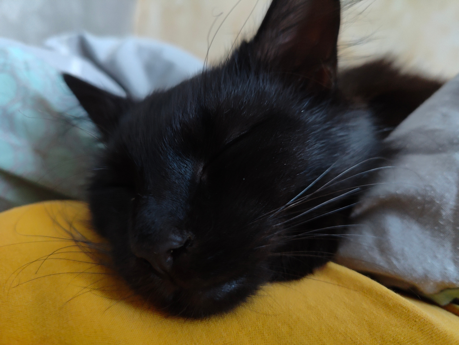 A black cat sleeps on a yellow surface, with its head resting on a patterned fabric and a gray fabric. The cat's eyes are closed, and its whiskers are visible. The background is out of focus and appears to be indoors. The scene is a close-up shot, focusing on the sleeping cat.