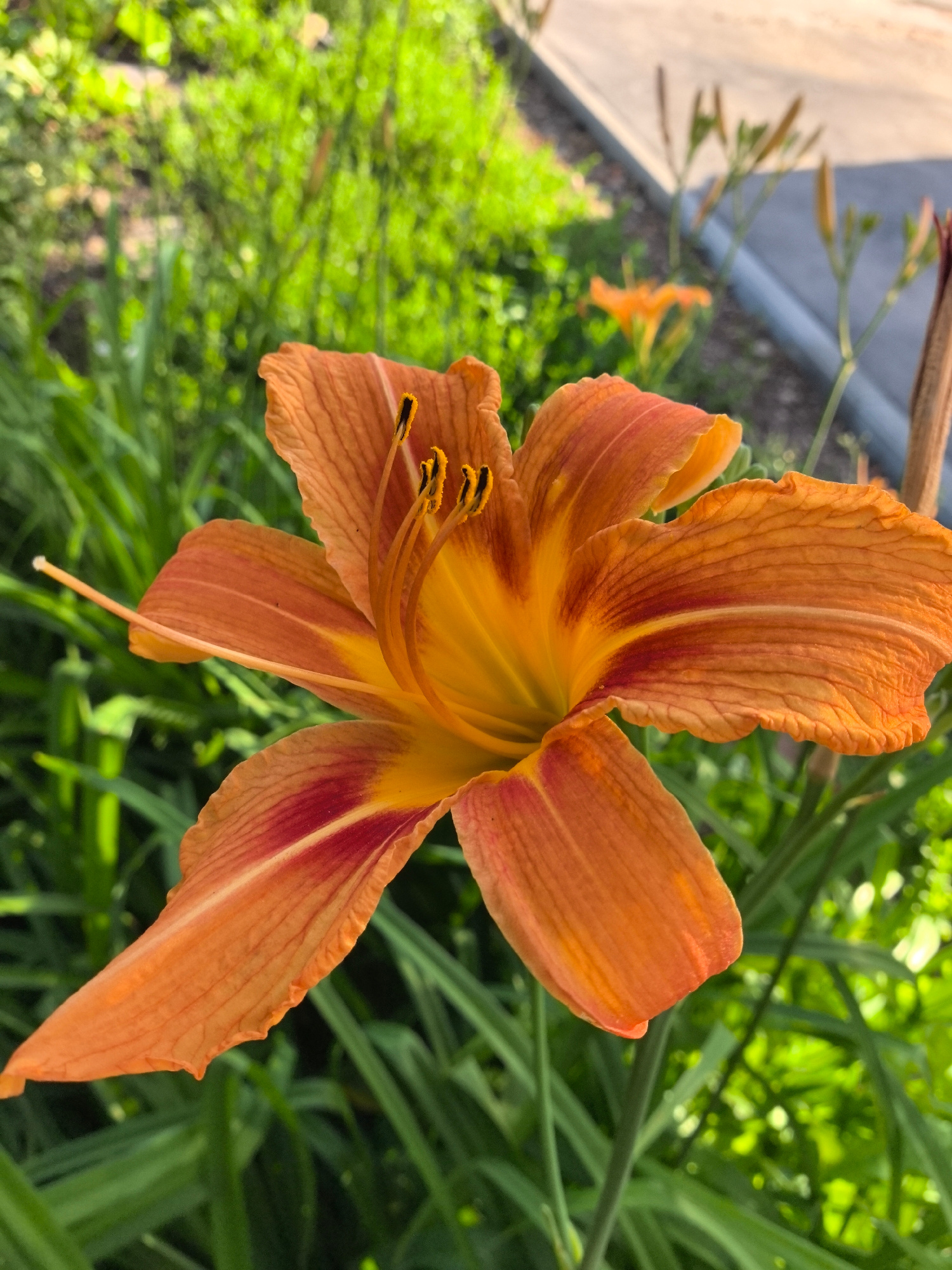A close-up, low-angle shot captures a vibrant orange daylily in full bloom. The flower dominates the foreground, its ruffled petals displaying a gradient from deep orange to a bright yellow at the center. The stamens, tipped with dark anthers, are clearly visible within the bloom. Behind the daylily, a lush, green background of grass and foliage creates a soft bokeh effect. The scene is set outdoors in what appears to be a garden or park, with hints of a paved surface and flower buds in the background suggesting an urban or suburban environment. The lighting suggests it is daytime, with the sun highlighting the flower's colors.