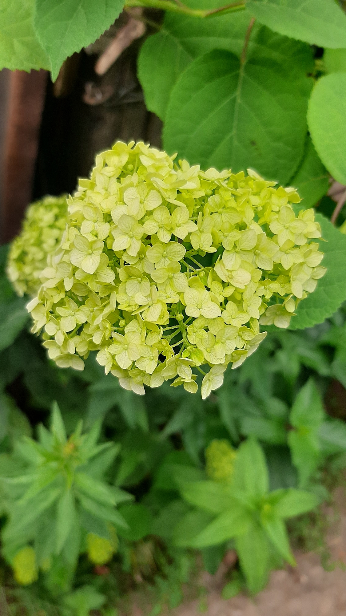 A close-up, vertical shot captures a cluster of small, light green hydrangea flowers in the foreground. The flowers are tightly packed together, forming a rounded, almost spherical shape, with individual florets visible. Behind the flowers, large, green leaves create a lush backdrop. The lighting is natural, suggesting an outdoor setting, and the focus is primarily on the hydrangea bloom. The lower portion of the image shows blurred green foliage and hints of earthy ground. The location is Unknown, Unknown.
