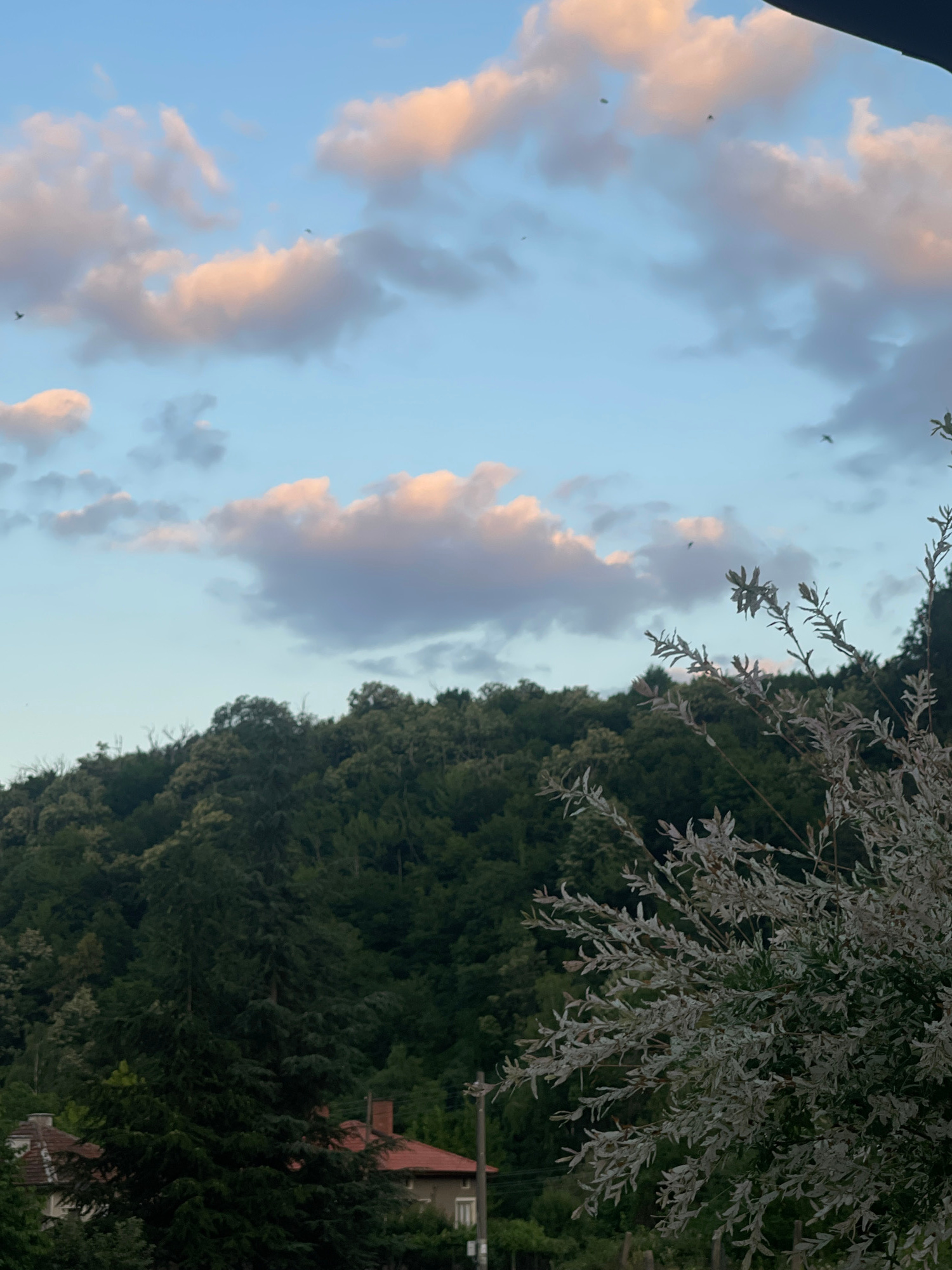 The image captures a serene landscape under a sky with scattered clouds tinged with pink and orange hues, indicative of either sunrise or sunset. A dense, verdant forest blankets a rolling hill that dominates the middle ground of the composition. In the foreground, a deciduous tree with pale, silvery leaves is prominently featured on the right side. The lower portion of the image reveals glimpses of rooftops of houses nestled at the base of the hill, suggesting a semi-rural or suburban setting. Several small, dark specks are visible in the sky, possibly birds in flight. The overall atmosphere is peaceful and natural.