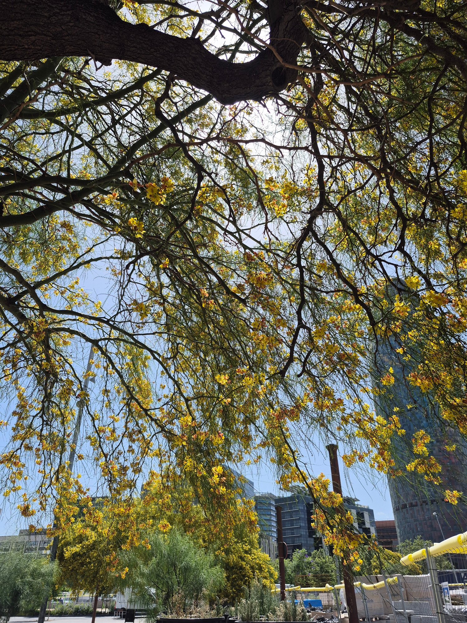 This image captures a tree with yellow flowers, its branches obscuring a cityscape. In the background, several modern buildings are visible, including a tall, glass-facade skyscraper on the right, and other mid-rise structures with darker exteriors. A reddish-brown industrial chimney stands out between the buildings. The foreground features more trees and some construction fencing with yellow protective piping. The sky is a clear blue. This scene is located in the city of Barcelona, Spain, likely in an urban park or plaza area. There are no people or animals visible in the image.