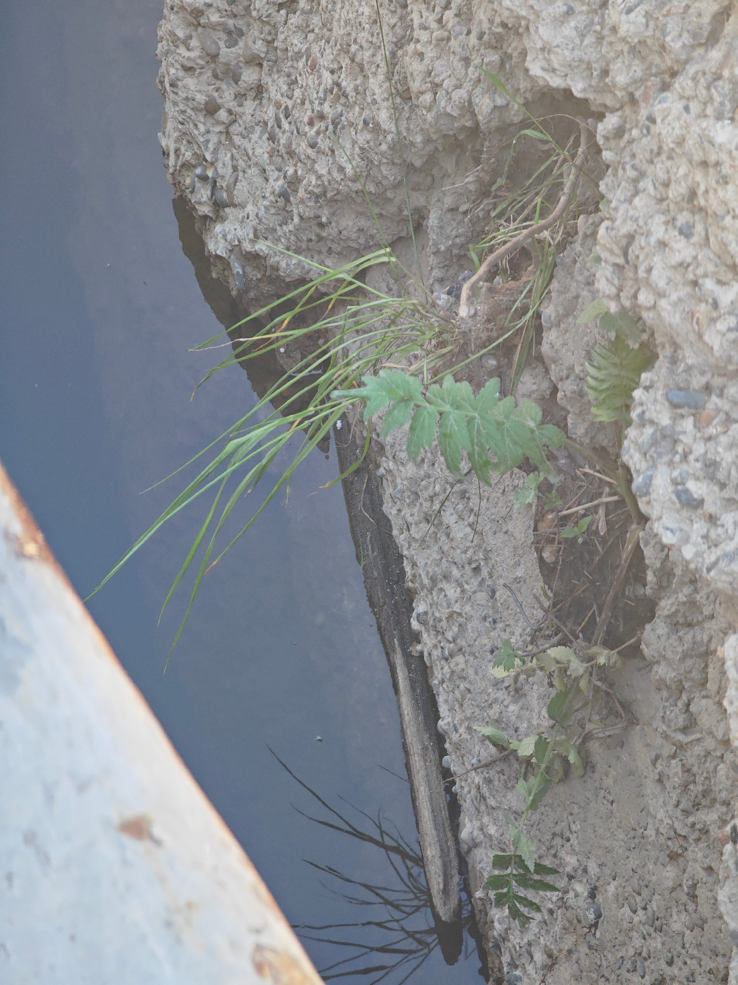 A high-angle, eye-level medium shot shows a concrete structure bordering a body of dark, still water. Green grass and a leafy plant grow from cracks and crevices within the concrete. A weathered, light-colored metal object, possibly a railing or pipe, occupies the lower left quadrant of the frame, partially obscuring the view. The scene appears to be an outdoor urban environment in Krasnoyarsk, Russia, possibly a canal, drainage ditch, or waterfront.