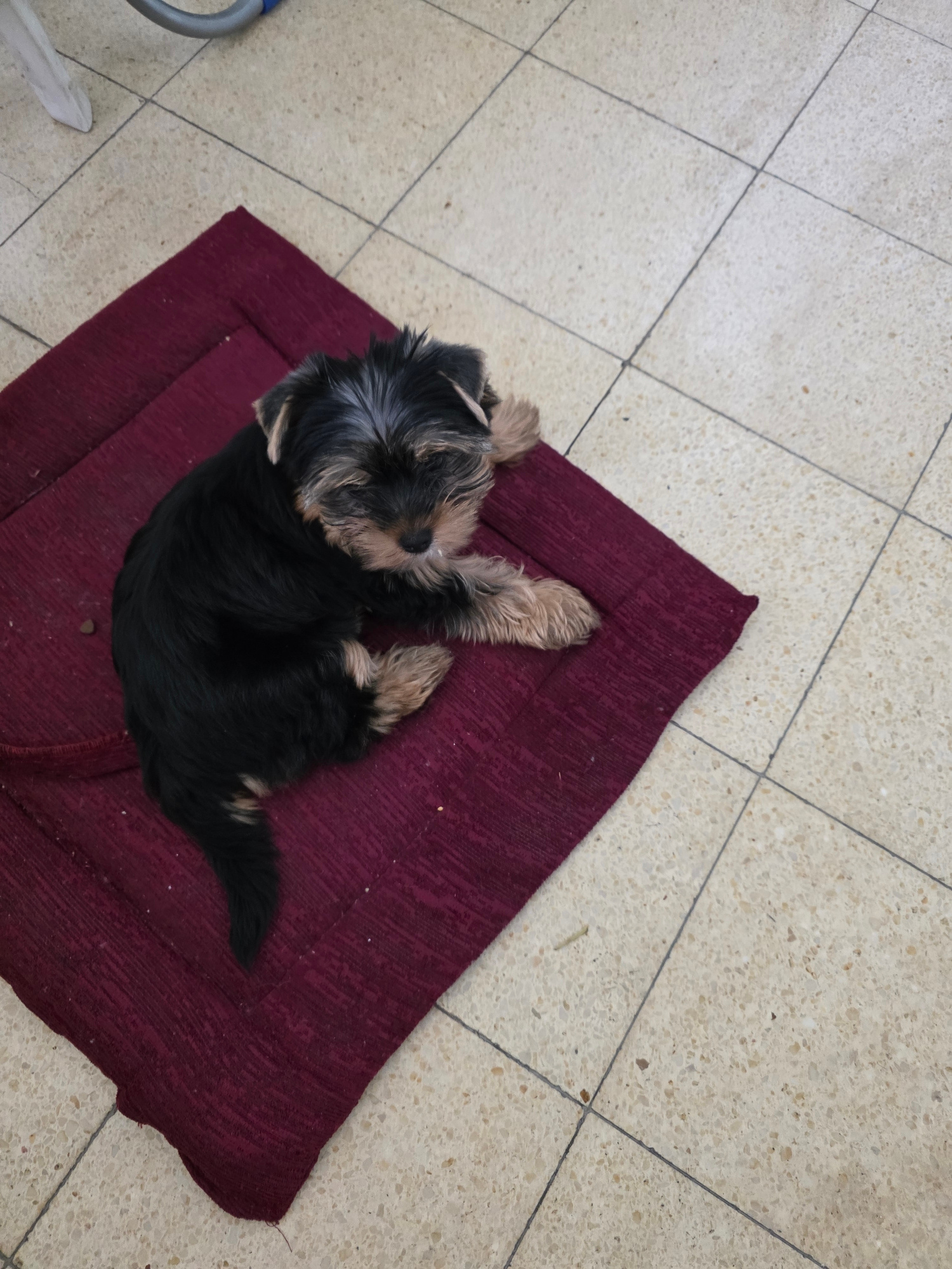 A young Yorkshire Terrier dog is lying curled on a dark red rectangular mat on a tiled floor. The dog is primarily black with tan markings on its face, ears, and paws. Its eyes are closed, and it appears to be resting. The mat is placed diagonally on a cream-colored tiled floor with dark gray grout lines. Some small specks of debris are visible on the mat and the floor. The lighting suggests an indoor environment. The overall scene is calm and domestic.
