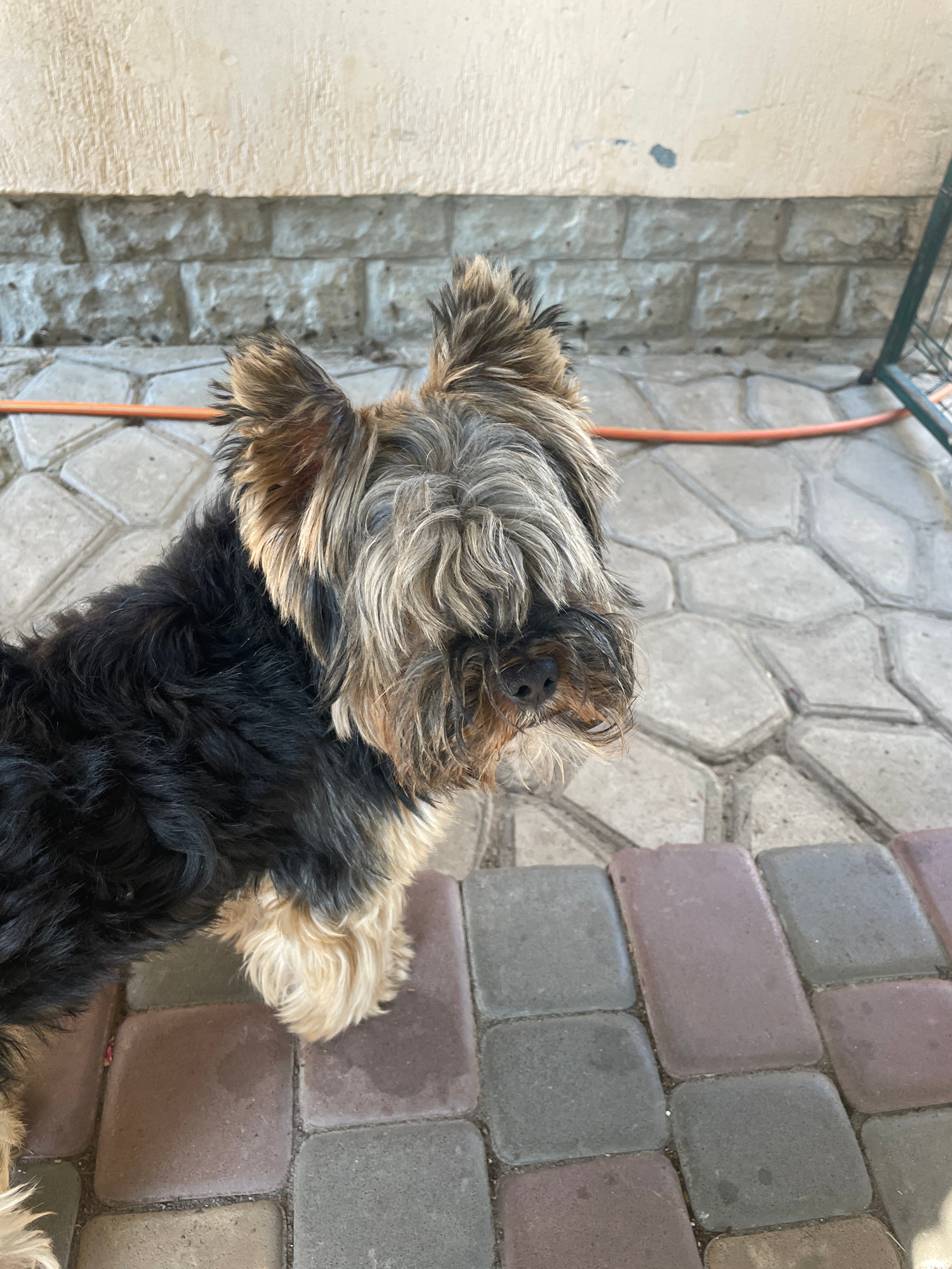 A small, shaggy dog with black and tan fur stands on a paved outdoor area. The dog's face is partially obscured by its fur, but its black nose is visible. The ground is covered in hexagonal pavers in shades of gray, brown, and pink. Behind the dog, a wall constructed of rough, light-colored stones and a smoother, light-colored concrete upper section is visible. An orange hose lies on the ground near the wall. A green metal fence is partially visible on the right side of the image. The location is Vysokyi, Ukraine.