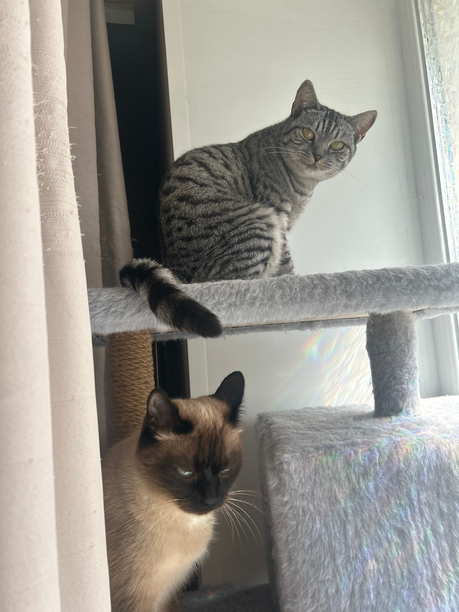 Two cats are on a multi-level cat tree in a room with natural light. One cat, a gray tabby with green eyes, is lying on its back on the top level, looking up and to the left. Its body is mostly visible, with its tail curled around a fuzzy gray support post of the cat tree. The second cat, a Siamese with blue eyes, is lying on its side on a lower level of the cat tree, facing to the left. Only its head and upper body are visible. Rainbow-like light refractions are visible on the gray fur of the cat tree, suggesting the light source is coming through a window, possibly with a patterned film. The scene appears to be indoors during the daytime, with soft lighting. No text is visible in the image.