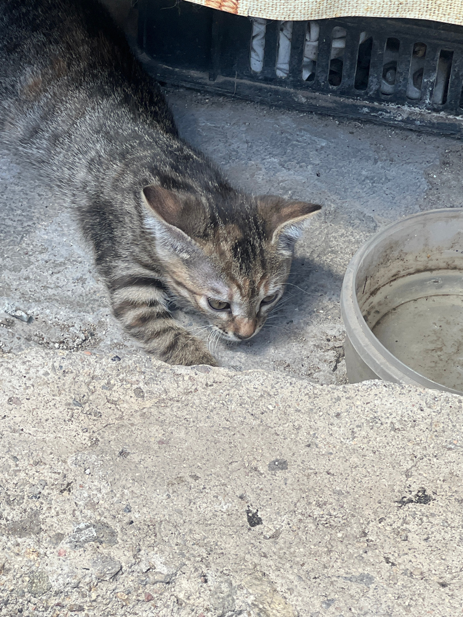 A tabby kitten is lying down on a rough, concrete surface next to a plastic container. The kitten has striped fur with shades of brown and gray, and its head is lowered, appearing to be looking at something on the ground. To the right of the kitten, a dirty, clear plastic container is partially visible. In the background, a black grate-like object is seen, covered partially by a tan material. The scene appears to be outdoors, with the concrete surface suggesting a ground level area, possibly in a courtyard or alleyway. The location is specified as Zelenikovo, Bulgaria.
