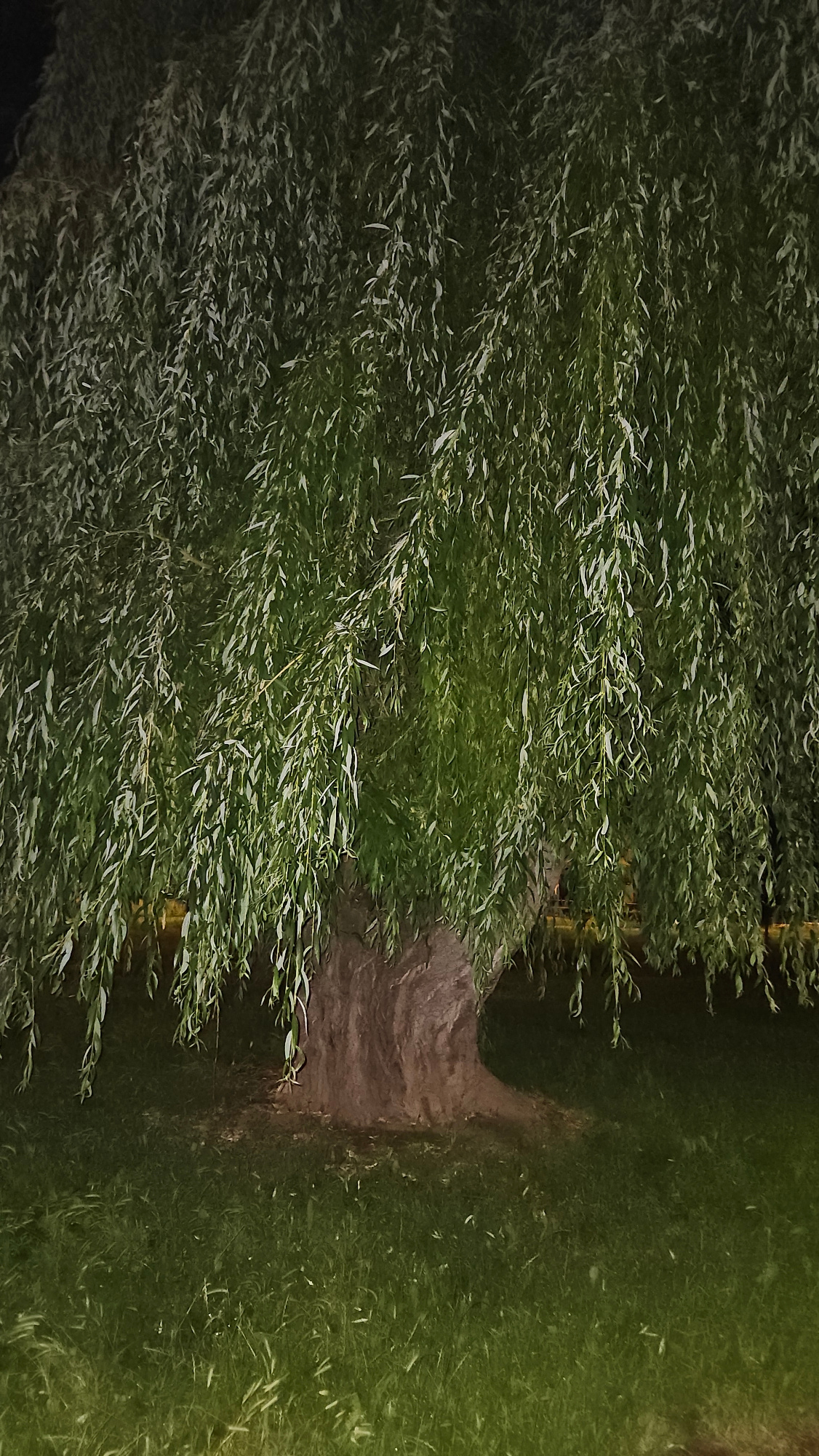 The image depicts a large weeping willow tree with its branches cascading down, creating a dense canopy. The tree's trunk is thick and appears aged, with a rough, textured bark. The ground beneath the tree is covered in green grass, which is somewhat patchy in places. The lighting suggests it is nighttime or dusk, with some artificial light sources illuminating the scene, casting a greenish hue on the grass and highlighting the leaves of the tree. The background is dark and indistinct, hinting at a park or a green space within a city. No people or specific landmarks are visible to pinpoint the exact location within Prešov, Slovakia, but the presence of a mature tree in a grassy area is consistent with urban green spaces.