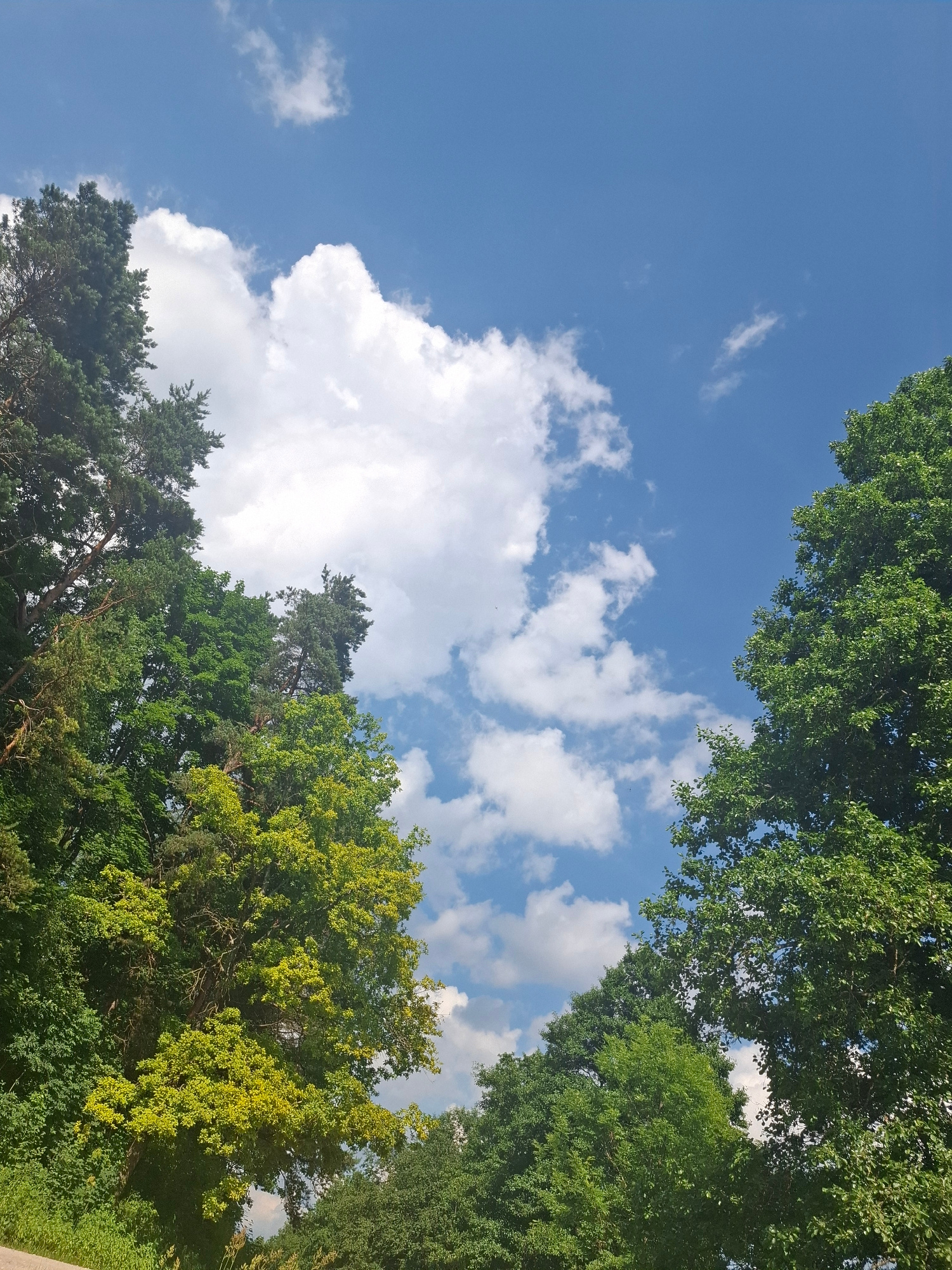 The image shows a view looking up at a bright blue sky with fluffy white clouds, framed by the lush green foliage of trees on the left and right sides. The trees appear to be a mix of deciduous and coniferous varieties, with varying shades of green. On the left, tall pine trees with dark green needles are visible, interspersed with trees displaying lighter, more vibrant green leaves. The tree canopy on the right is a dense, uniform green. The overall impression is of a sunny day in a natural setting, likely a park or forest area. The location is identified as Kombuļi, Latvia. There are no people or animals visible in the image.