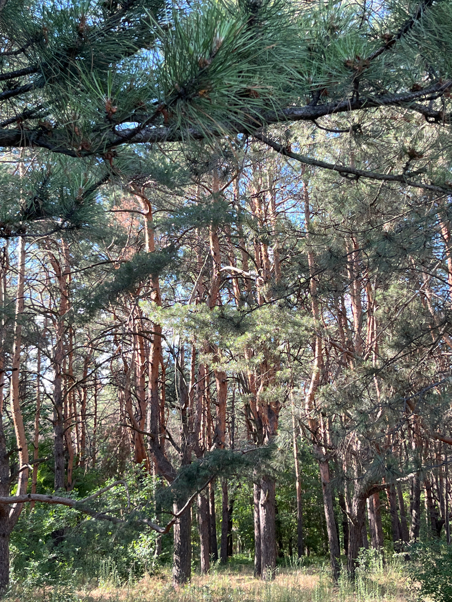 The image depicts a dense pine forest with tall, slender trees. The foreground features pine branches with green needles and some dried brown cones, obscuring a portion of the view into the forest. The trees have reddish-brown bark and are closely spaced, with their branches interwoven. Sunlight filters through the canopy, creating dappled light and shadows on the forest floor, which is covered with dry grass and smaller green foliage. The sky is visible in patches through the branches, appearing a clear blue. The scene is a natural outdoor environment.