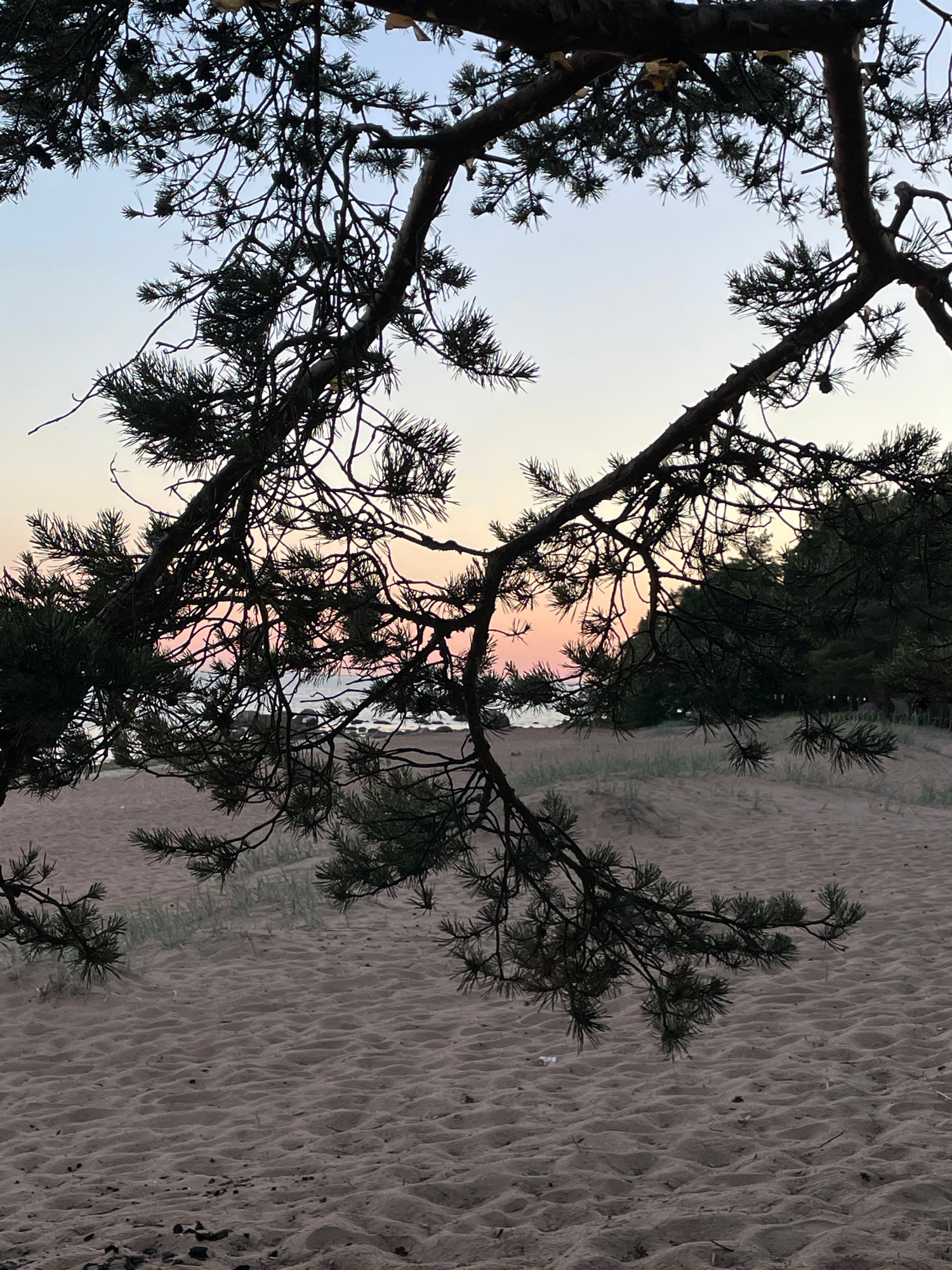 An image captures a serene beach scene with pine branches framing the foreground. The sand is a light brown, rippled with the ebb and flow of unseen tides, and sparsely dotted with small dark pebbles. Patches of low, green vegetation emerge from the sand dunes in the mid-ground. Beyond the dunes, the calm sea stretches out, meeting a sky painted with soft hues of pink, orange, and pale blue, indicative of a sunset or sunrise. A dense line of dark green trees forms a backdrop on the horizon, silhouetted against the colorful sky. The scene appears to be devoid of any human presence or activity.