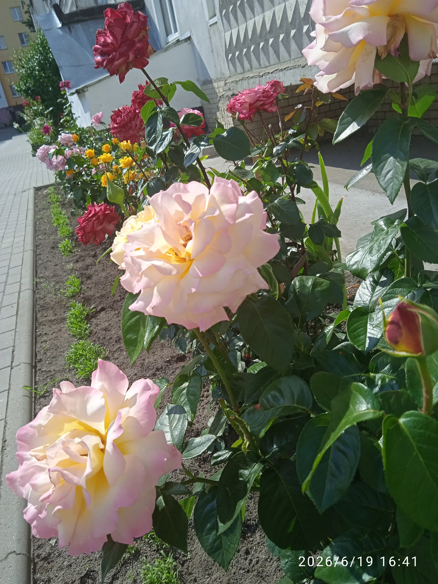 This image showcases a vibrant flowerbed filled with various roses in different stages of bloom, set against an urban backdrop. The main subjects are the roses, with large, pale pink and yellow blooms prominently featured in the foreground, their petals tinged with a delicate blush. In the background, a row of red and pink roses, as well as smaller yellow roses, add splashes of color. The flowers are planted in dark soil, with neat rows of green grass lining the edge of the flowerbed, adjacent to a paved walkway.
Behind the flowerbed, a building with light-colored walls and triangular decorative elements is visible. The sun appears to be shining brightly, casting shadows and highlighting the textures of the petals and leaves, suggesting a daytime scene. The overall mood is serene and natural, emphasizing the beauty of the blooming flowers.
The image is located in Khmelnytskyi, Ukraine. Visible text at the bottom right corner reads "2026/6/19 16:41", likely a timestamp. No people are present in the scene. The setting is an outdoor urban environment, possibly a park or a residential area, where flowers have been cultivated along a sidewalk next to a building.