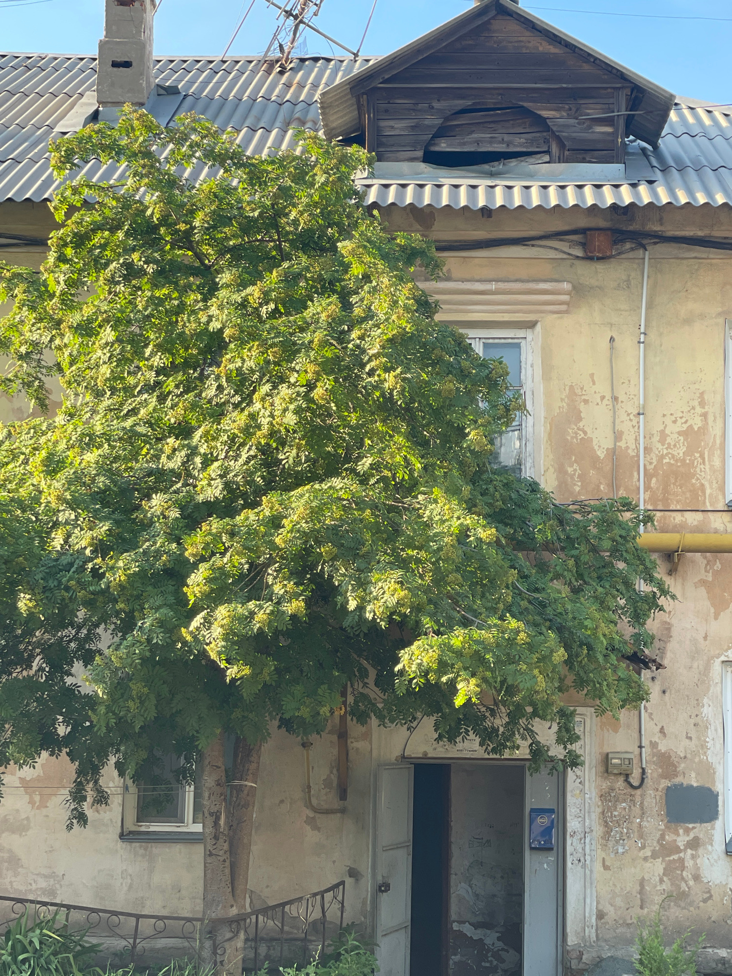 An exterior, medium shot captures a weathered, light yellow apartment building facade on a sunny day, with a large, leafy green tree dominating the foreground. The tree, laden with small, yellowish clusters of berries or flowers, partially obscures a first-floor doorway and a window. The building's roof, covered in corrugated metal, is visible, along with a chimney stack and a rustic wooden dormer window. The building's plaster is peeling and stained, suggesting age and disrepair. A metal railing encloses a small patch of greenery in front of the building. An open doorway reveals a dark interior. Electrical conduits and a yellow pipe run along the exterior wall. The scene is set in an urban environment, though the specific location is unknown.