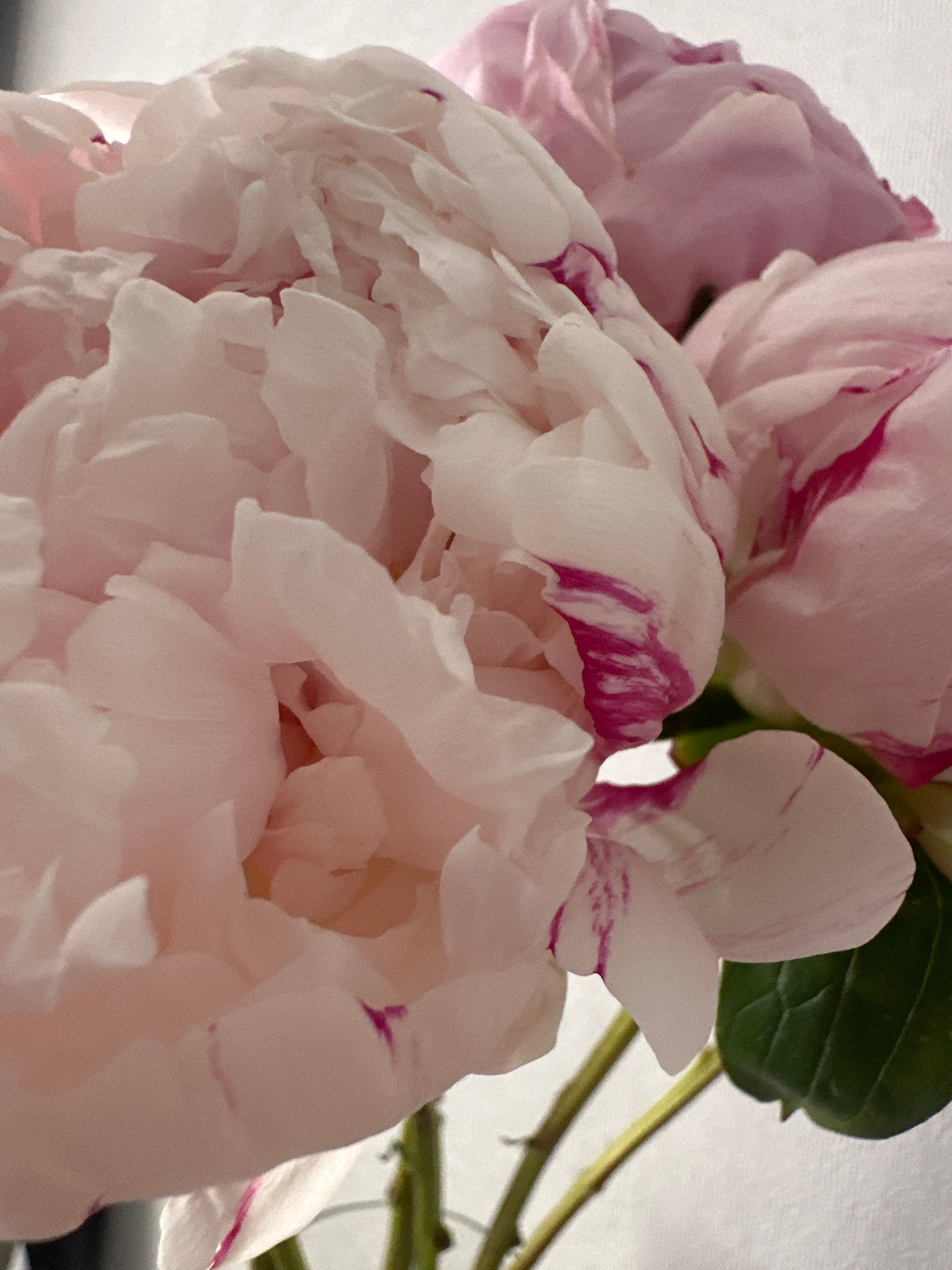 A close-up shot of pink peonies with some maroon streaks on their petals. The flowers appear to be in a vase against a plain white background. The stems are visible and have a green hue. The image is an indoor shot and does not depict any specific location in the city of Kazan, Russia.