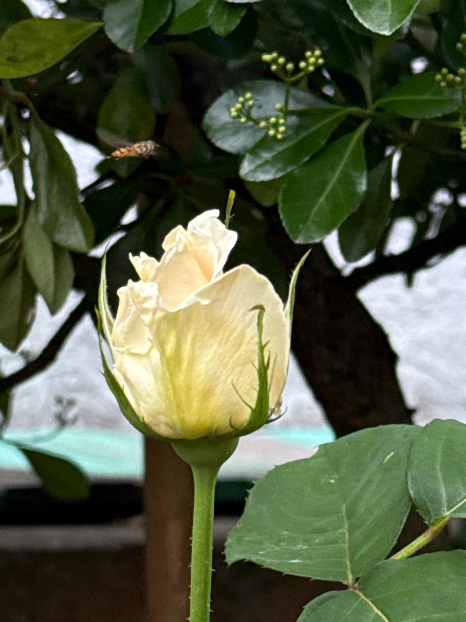 This close-up, portrait-oriented image captures a pale yellow rosebud, its petals gently unfurling, set against a backdrop of lush green foliage. The rose, with its delicate, almost translucent petals, is the primary subject. Subtle green veins are visible on the outer petals. A thin, spiky stem extends to the right, connecting the bud to unseen parts of the plant.
Surrounding the rose are dark green leaves and small clusters of undeveloped green buds, suggesting the plant is in bloom or preparing to bloom. In the left mid-ground, a small insect, possibly a hoverfly, with segmented body and wings is captured in flight, adding a touch of life and movement to the scene. The background is a blur of muted colors, with hints of a light-colored wall or structure and darker, out-of-focus elements that might be branches or other plants.
The lighting suggests it is daytime, likely in the late morning or early afternoon, with soft light illuminating the rosebud. There are no people visible. The overall mood is serene and natural, emphasizing the beauty of the rose and the surrounding plant life. The image's focus is sharp on the rose and the insect, with a shallow depth of field blurring the background. The context of Plastunka, Russia, places this scene in a natural, outdoor environment, possibly a garden or a park. No text is visible in the image.