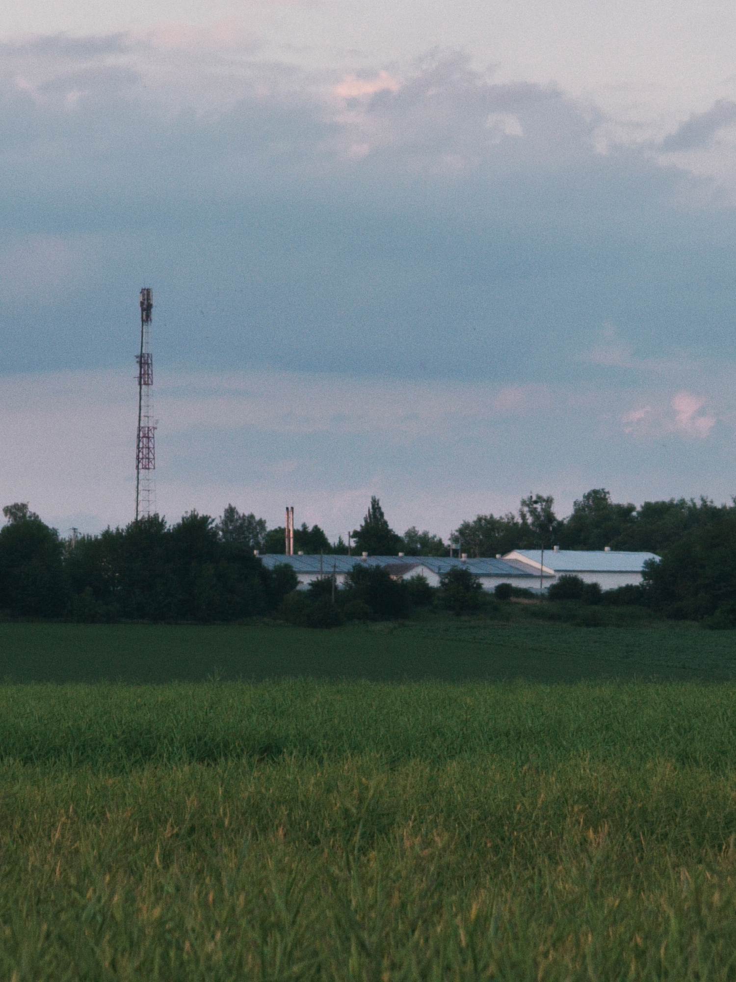 The image shows a telecommunications tower with red and white lattice structures, located to the left of a row of low-rise buildings with white roofs. The buildings are nestled amongst dark green trees. In front of the buildings and trees is a field of green grass, and in the foreground is another field of green grass. The sky above is a pale blue with scattered clouds, some tinged with pink. The scene appears to be an outdoor agricultural or industrial area.