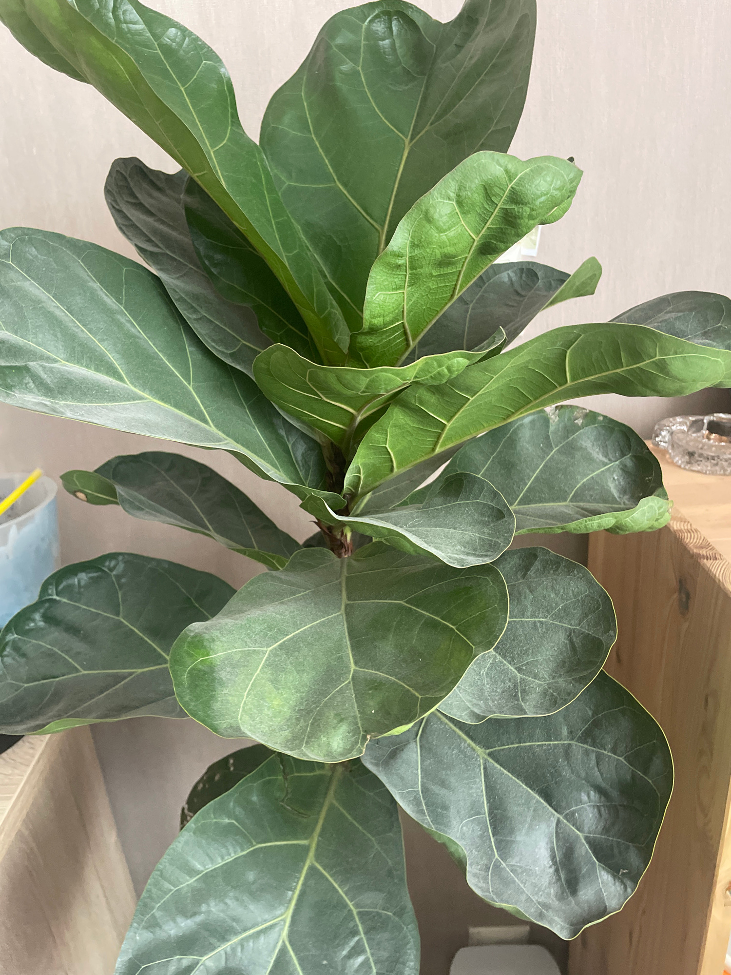 This is a top-down, close-up photograph of a fiddle-leaf fig plant, likely indoors. The plant has large, dark green, glossy leaves with prominent lighter green veins. Some leaves appear dusty, suggesting they may not have been recently cleaned. The leaves are arranged in a dense cluster, with new growth visible at the center, appearing lighter green and more delicate.
The plant is situated on a light-colored, textured surface, possibly a wall or a table. Behind the plant, a wooden shelf is visible, with a slightly reflective object (possibly a decorative item or a light fixture) attached to its underside. The background is mostly out of focus, but hints of a light-colored wall and some other objects, including what looks like a blue container with a yellow edge, can be discerned. The lighting appears to be artificial, casting a soft glow on the plant and its surroundings.
There is no discernible activity taking place in the image; it is a static shot of the plant. The overall impression is one of a well-established houseplant, possibly in a living space or a dedicated plant area. No people are visible. The image is devoid of any text. The time of day and weather conditions are not evident.