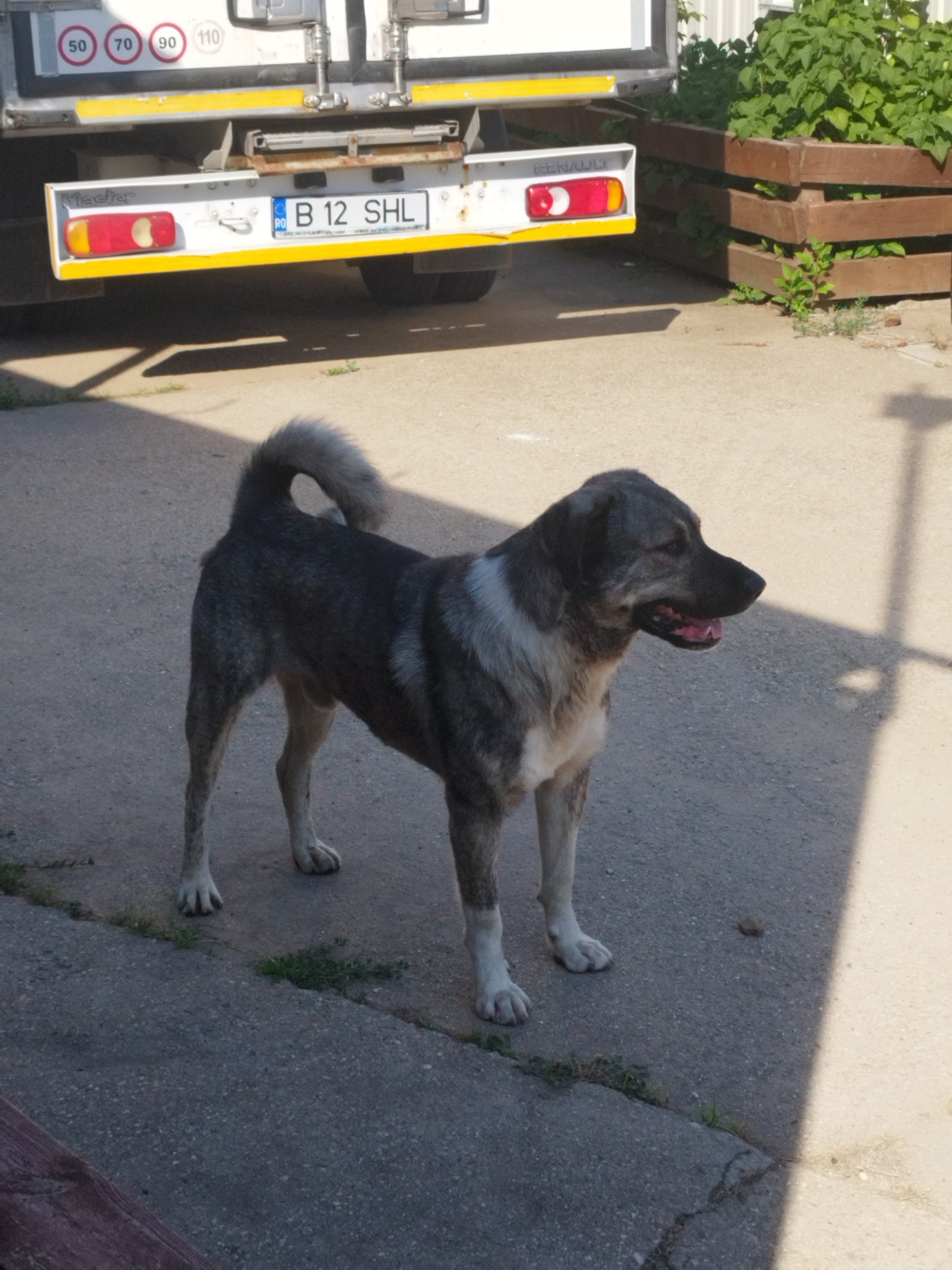 A medium shot captures a large, brindled dog standing on a paved surface next to a white truck with a visible license plate reading "B 12 SHL" and Romanian insignia. The dog, facing right in profile, has a grey and tan coat, a curled tail, and its mouth is slightly open. Behind the truck, a wooden planter box filled with green foliage is visible, and further in the background, a building or wall. The scene appears to be outdoors, possibly in an industrial or commercial area of Bucharest, Romania, indicated by the license plate. The lighting suggests it is daytime, with shadows cast on the ground.