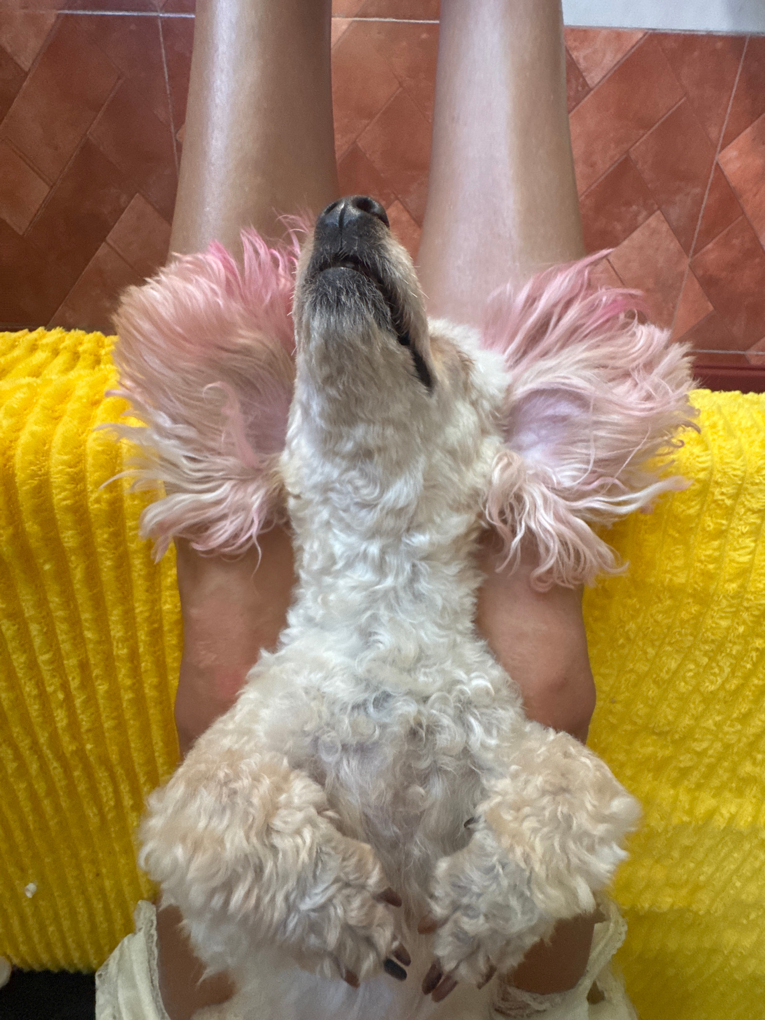 An overhead, medium shot captures a small, cream-colored poodle lying on its back with its head tilted up. The dog's ears, dyed a bright pink, are splayed out to the sides, framing its face. Its fur is curly and slightly matted in places. The dog is positioned on a bright yellow, textured blanket, which rests on the lap of an unseen person. The person's legs, clad in what appears to be a light-colored skirt, are visible beneath the dog. The background consists of a tiled wall in shades of terracotta and a lighter beige. The scene appears to be indoors, possibly in a home in Mũi Né, Vietnam, given the tiled wall's common appearance in Vietnamese residential settings and the dog's relaxed posture suggesting a comfortable, domestic environment. The lighting is bright, casting soft shadows.