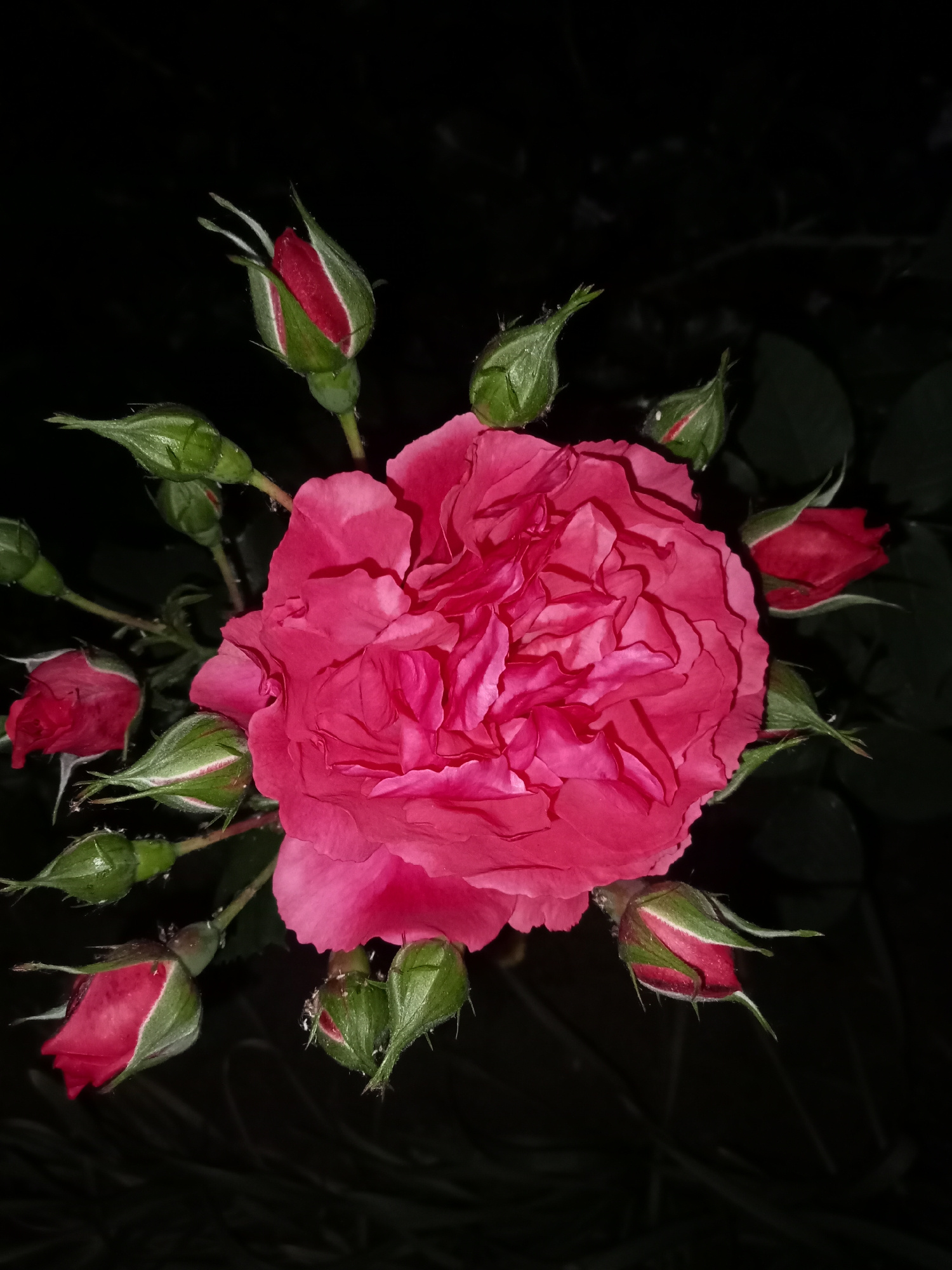 A close-up, overhead shot captures a vibrant pink rose in full bloom, its petals intricately layered and ruffled. Surrounding the central bloom are numerous rosebuds, varying in their stage of development. Some are tightly closed green buds, while others show hints of red peeking through their sepals. A few small buds have begun to open, revealing a glimpse of their inner pink hue. The rose and its buds are set against a dark, blurred background, likely foliage, creating a dramatic contrast that accentuates the flowers' color and texture. Small droplets of water are visible on some of the buds and petals, suggesting recent rain or dew. The lighting is dim, highlighting the subjects and obscuring the details of the environment. There are no people or animals present in the image, and the scene appears to be a natural outdoor setting, possibly a garden. The image provides no information about its location in the city of Unknown, Unknown.