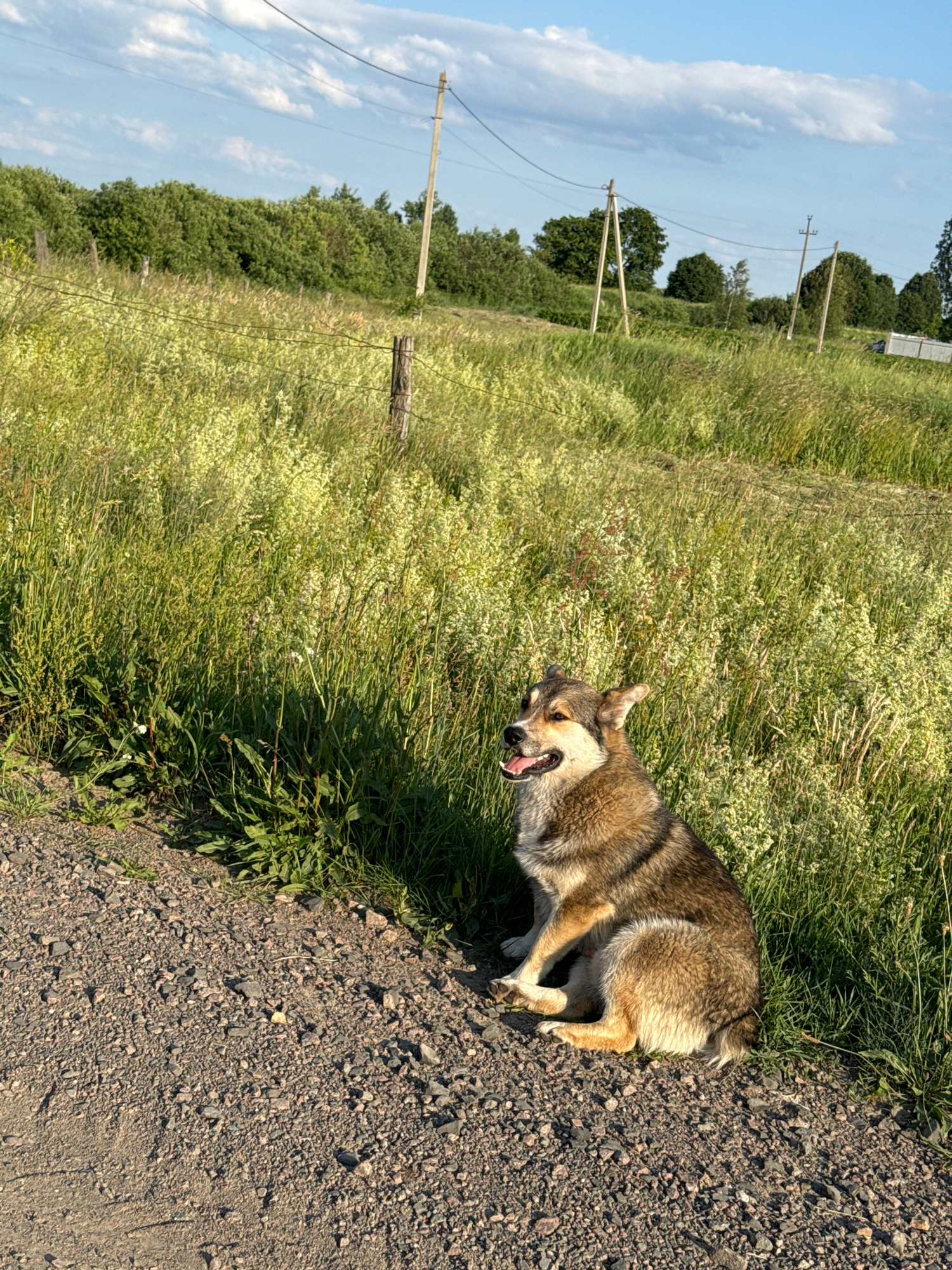 A medium shot shows a medium-sized dog panting with its tongue out, lying on a gravel road next to a grassy field under a clear blue sky with scattered white clouds. The dog is mostly brown and tan with some lighter coloring on its face and chest. It is lying on its side, facing towards the left of the frame. Its front legs are tucked beneath its body, and its hind legs are extended. The dog appears relaxed and content in the warm sunlight.
The background is a lush green field filled with various grasses and wildflowers. In the distance, there is a line of trees and some wooden utility poles with wires stretching across the sky. The overall setting suggests a rural or semi-rural environment. The time of day appears to be daytime, likely late morning or afternoon, given the bright sunlight and the angle of the shadows. The weather is clear and sunny. The location context is Chemerne, Ukraine. There is no visible text in the image.