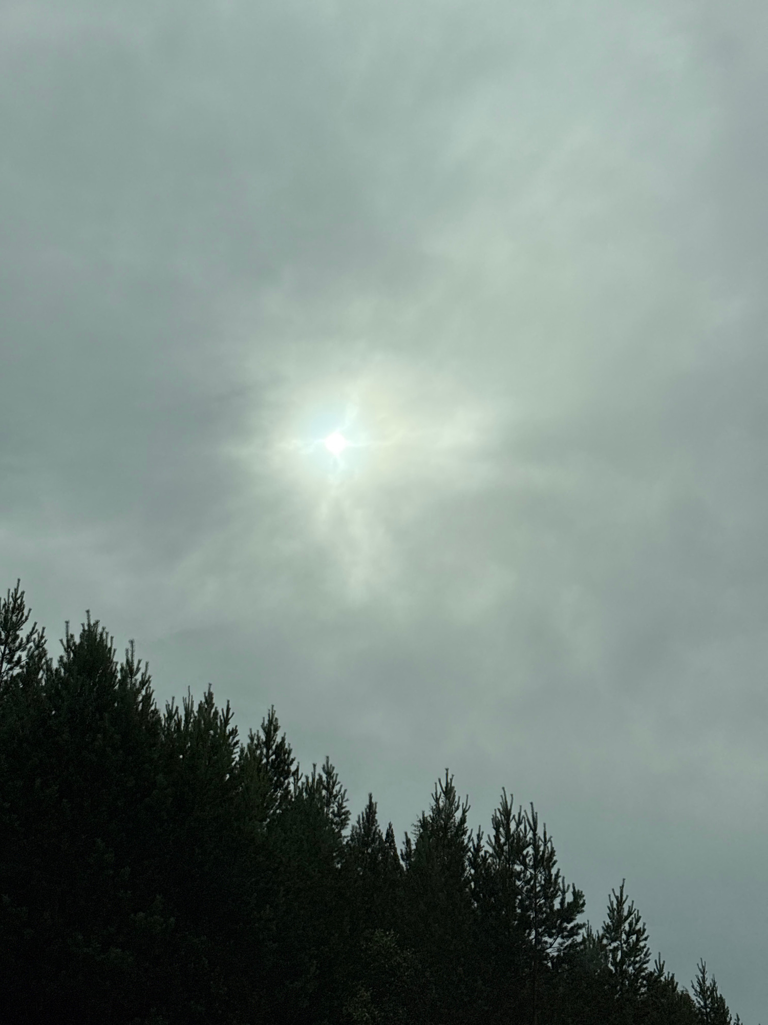 The image depicts a dimly lit, overcast sky with the sun visible as a bright, diffused light source in the upper center. Below the sky, a dense line of dark green coniferous trees forms the lower portion of the frame, with their silhouettes stark against the muted sky. The scene suggests an outdoor environment, possibly a forest edge or a park with mature evergreen trees, under a heavy cloud cover. No people or specific urban features are visible, and therefore a specific location within Забегалово, Russia cannot be determined.