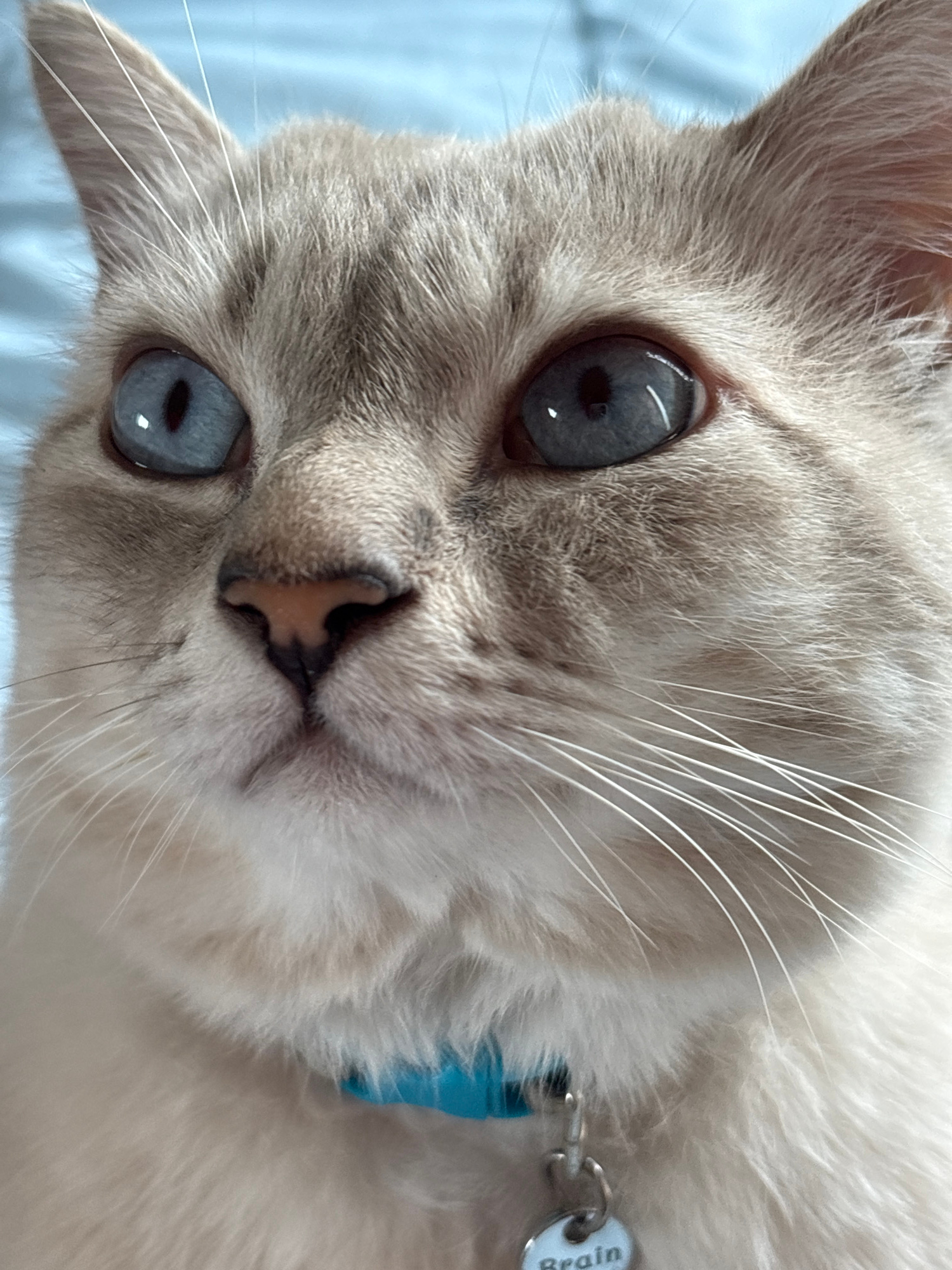 A close-up, eye-level, frontal shot features a light-colored cat with striking blue eyes against a soft blue background. The cat's face is the primary focus, with its ears pointed upwards and whiskers fanned out. A bright blue collar is visible around its neck, with a silver tag that reads "Brain". The lighting is even, highlighting the texture of the cat's fur and the details of its eyes and nose. The shallow depth of field blurs the background, emphasizing the subject. The location is a city in Choeng Thale, Thailand.