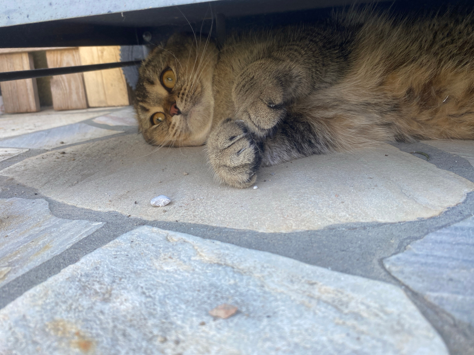 A brown and tan cat is lying on its side on a light-colored stone patio, partially underneath a dark-colored overhang. The cat's head is turned towards the camera, with its eyes wide open and yellow. Its paws are curled up in front of its chest. The patio is made of irregular-shaped flagstones with dark grout lines. In the background, behind the cat and under the overhang, are some wooden planks. The lighting suggests it is daytime. The scene is outdoors in an urban or suburban setting, as indicated by the patio and overhang which could be part of a house or building.