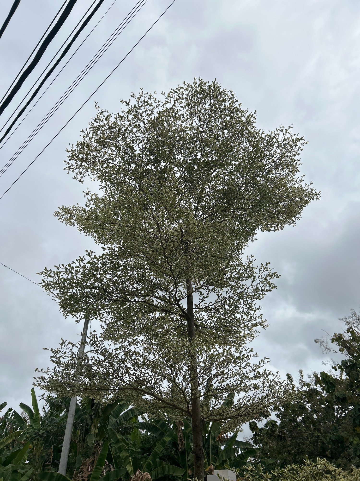 An outdoor, low-angle, eye-level shot captures a large, deciduous tree with a light green and white variegated canopy, set against a heavily overcast sky. The tree's branches are dense with small leaves, giving it a textured appearance. To the upper left of the frame, a set of dark, parallel power lines cuts across the sky, contributing a sense of urban environment. Below the tree, to the left, banana plants with large, broad leaves are visible, suggesting a tropical or subtropical climate. A utilitarian metal pole, possibly a utility pole, stands vertically near the center of the image, partially obscured by the tree's trunk and foliage. The overall atmosphere is somewhat somber due to the cloudy sky. The location is Unknown, Unknown.