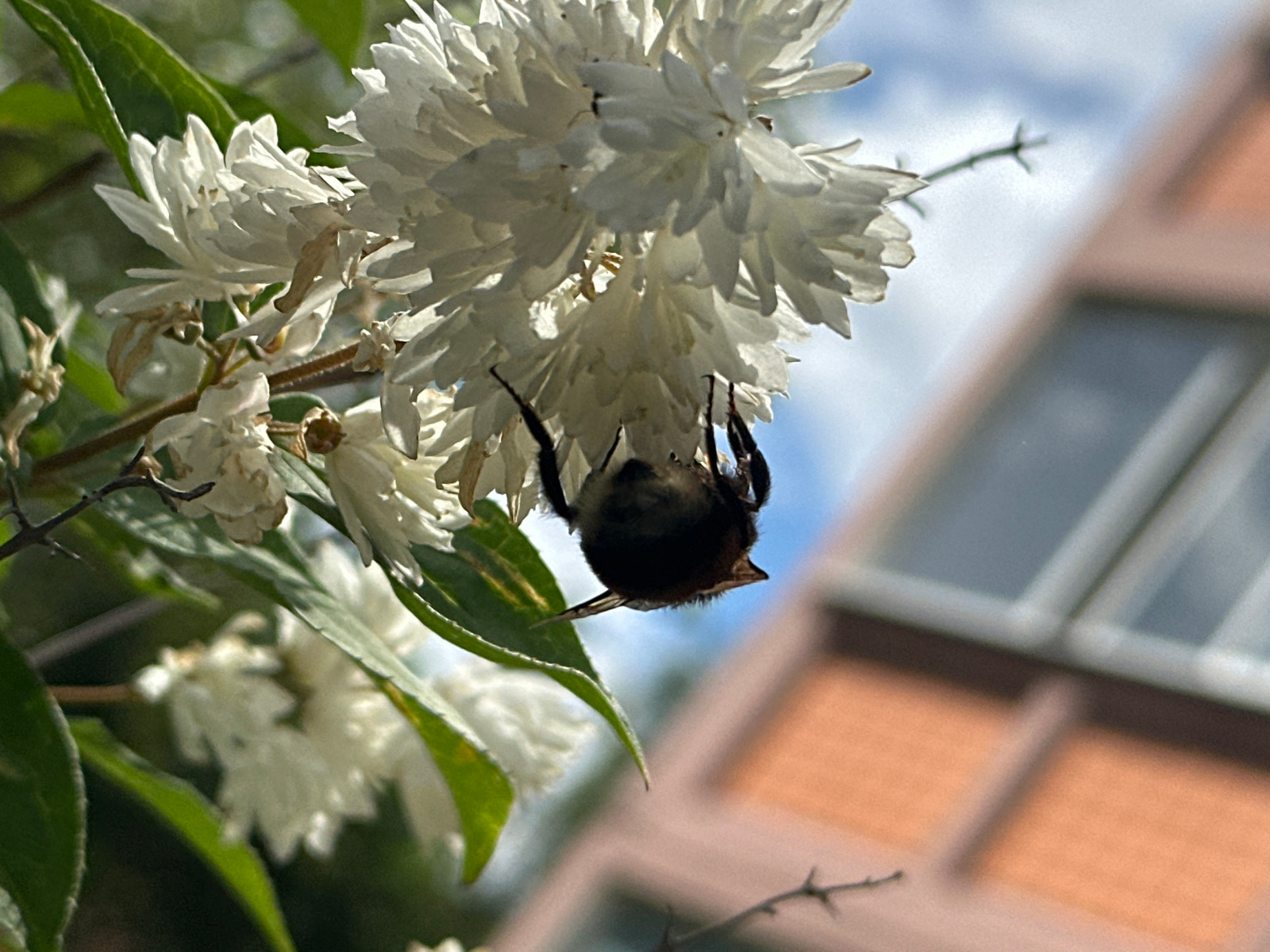 A close-up, horizontal shot captures a bumblebee clinging upside down to a cluster of delicate white flowers. The bee is dark brown with fuzzy texture, its legs and stinger visible. The flowers, small and star-shaped, are clustered together on a green leafy branch. In the background, out of focus, is a building with light pink walls and a window with muted reflections, suggesting an urban environment. The sky is a soft blue with wispy clouds. This scene is located in Podolsk, Russia.