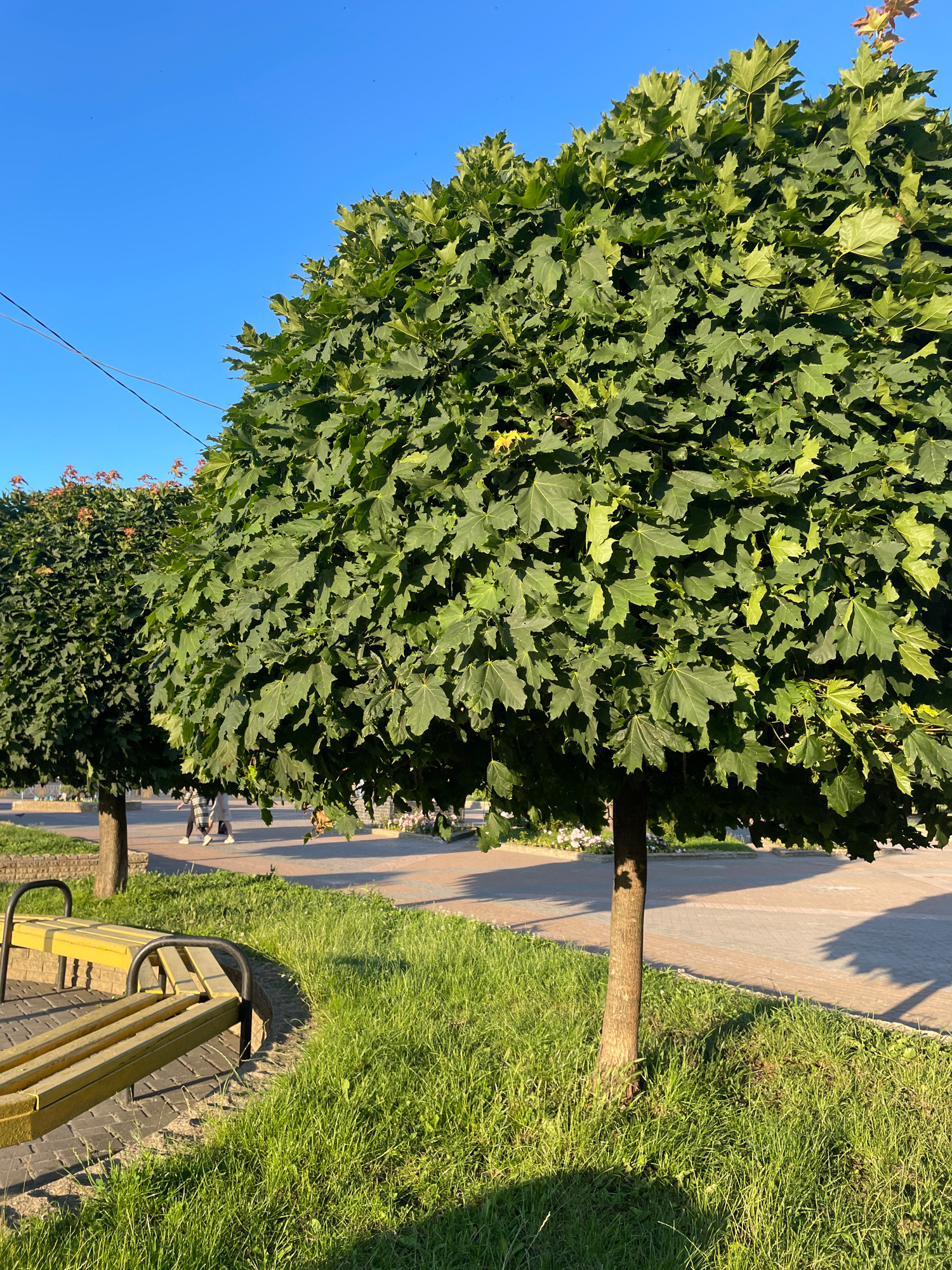 A bright, sunny day is captured in this vertically oriented image, likely in Brovary, Ukraine, given the context. The scene is a park or a well-maintained public space. Dominating the left side of the frame is a large, bushy tree with vibrant green, maple-shaped leaves. The tree casts dappled shadows onto a paved pathway that runs alongside it. To the right of the pathway, a strip of lush green grass thrives.
Further down the pathway, two individuals are walking, suggesting a leisurely stroll. One person appears to be wearing a checkered skirt, and the other a lighter colored outfit. In the foreground, on the right side of the image, a bright yellow park bench with black metal armrests is visible. The bench is situated on a brick base, bordering the grassy area.
The clear, bright blue sky indicates fair weather. The sunlight casts long shadows, suggesting it is either early morning or late afternoon. The overall atmosphere is peaceful and serene, typical of a pleasant day spent outdoors in a park. There is no visible text in the image.
