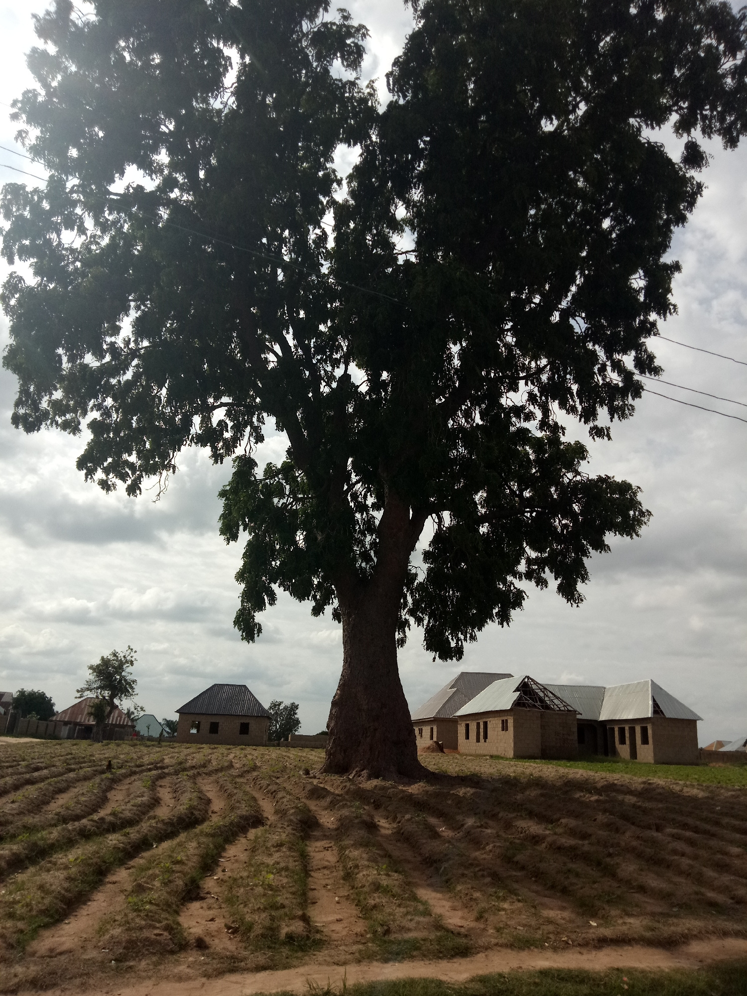 A wide-angle, eye-level shot captures a large tree dominating the foreground under a cloudy sky. To the right of the tree, a row of three brick buildings with corrugated metal roofs is visible. The middle building appears to be under construction, with exposed rafters. In front of the buildings and extending to the left, a field with rows of tilled earth and sparse vegetation is present. A smaller tree stands further left, and a fence encloses a property in the far distance. Power lines stretch across the upper right portion of the frame. The scene appears to be a rural or semi-rural setting.