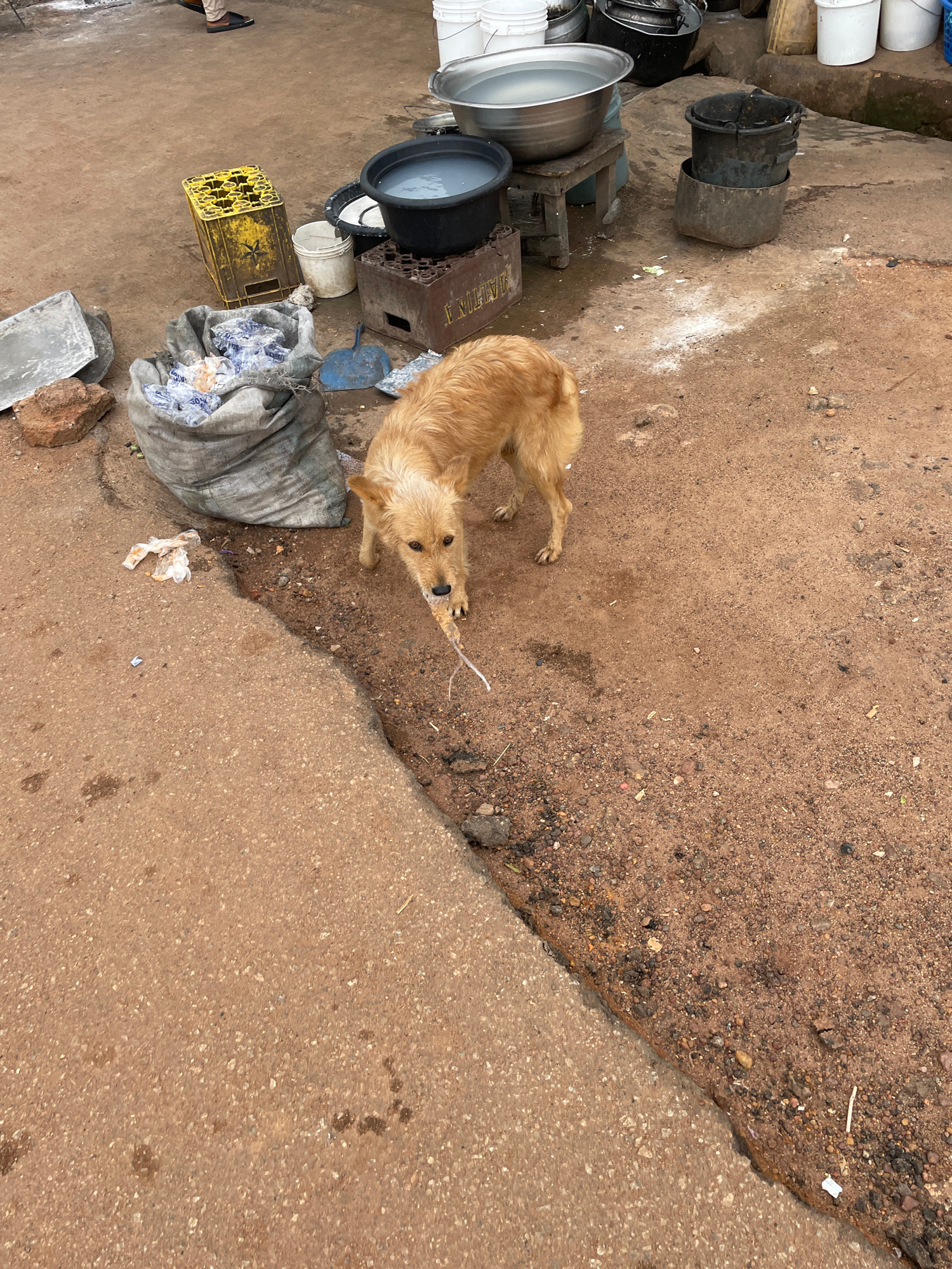 A medium shot captures a golden-brown dog in an outdoor environment that appears to be a yard or alleyway in Jos, Nigeria. The dog stands on a patch of dirt and gravel, with its head lowered and its mouth grasping a thin, white object, possibly a piece of string or plastic. The dog's fur is medium length and slightly disheveled.
In the background, to the left of the dog, is a large, gray, woven bag filled with what appears to be plastic-wrapped items. Near the bag, there is a rusty yellow crate with indentations for bottles, a blue dustpan, and a small white bucket. To the right of the crate is a dark brown wooden crate. Further back, a large, shallow, metallic basin filled with water rests on a wooden stool. Next to this basin is a black bucket, and another larger, black bucket stacked on top of a metal rim. Several white plastic buckets are visible in the far background.
The ground is a mix of packed dirt, gravel, and some areas of concrete. There are scattered pieces of debris, including plastic wrappers and small rocks. The overall impression is of a utilitarian or possibly impoverished outdoor area. The lighting suggests it is daytime, with diffused light.