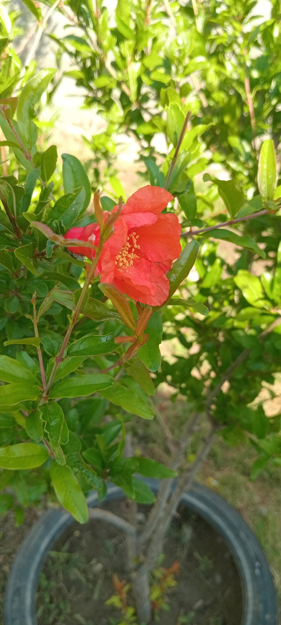 A close-up, high-angle shot captures a single, vibrant orange-red pomegranate flower in full bloom. The flower's petals are delicate and slightly crinkled, revealing a cluster of yellow stamens at its center. It is surrounded by lush green leaves and thin, reddish stems of the pomegranate plant. The background is softly blurred, showing more foliage, some dry ground, and the dark rim of a large tire, suggesting the plant is in a pot or the tire is being used as a planter. The lighting appears natural and bright, possibly indicating it's daytime. No people or text are visible in the image.
