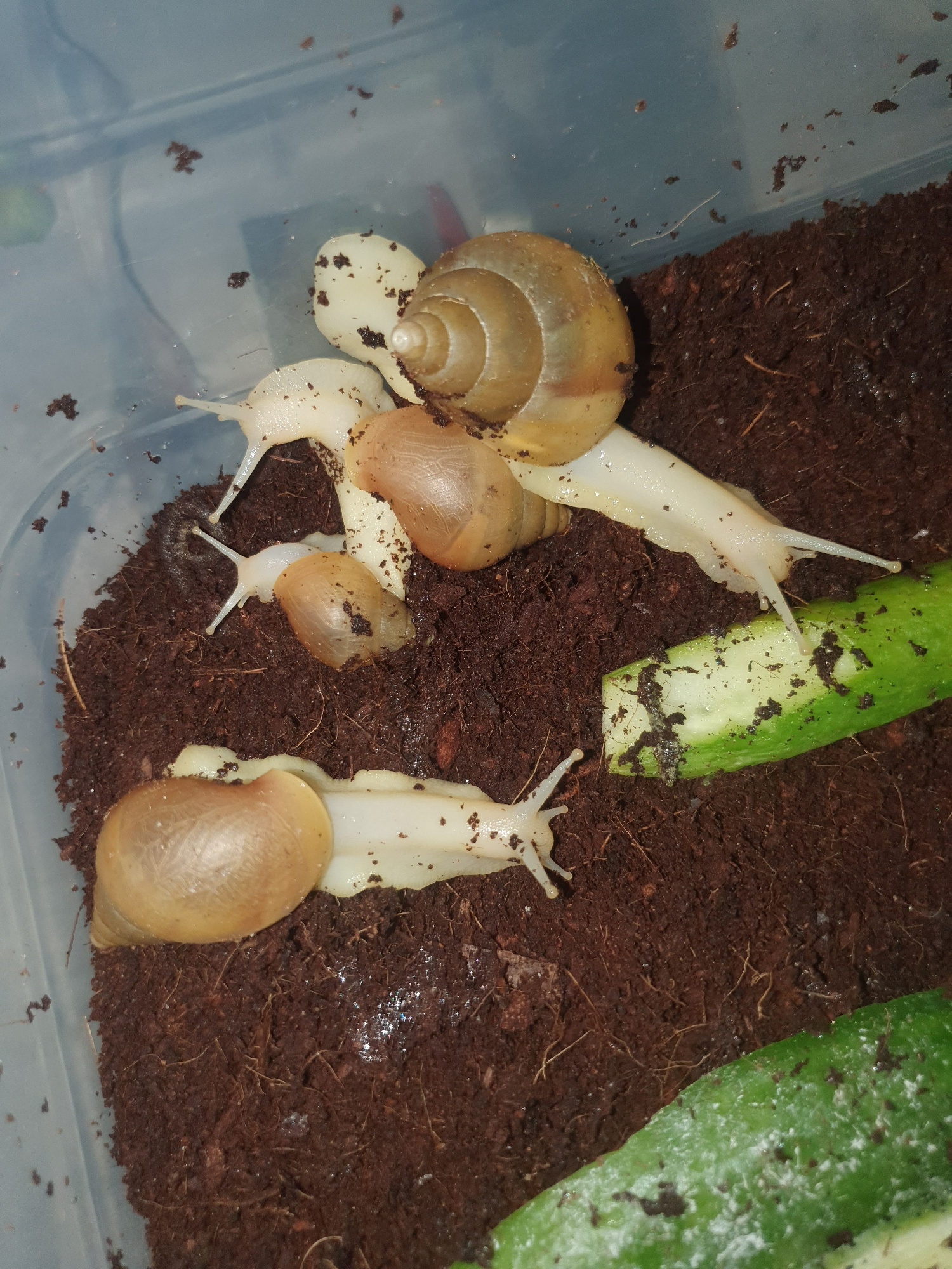 The image shows several terrestrial snails in a clear plastic container filled with dark, moist soil and some pieces of cucumber. The snails have light-colored bodies and brown, coiled shells. One snail is actively eating a piece of cucumber. The container appears to be indoors, with no specific landmarks indicating a location in Shiraz, Iran. The lighting suggests it was taken with artificial light.