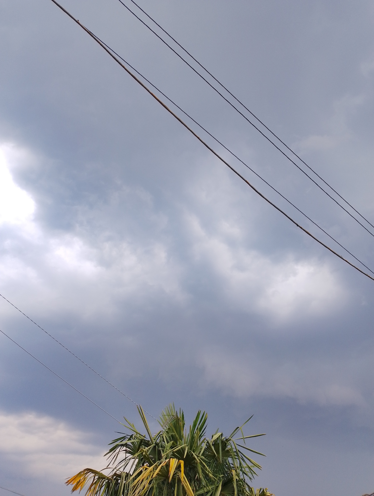 The image depicts a cloudy sky with several power lines crisscrossing the frame. In the foreground, the top of a palm tree is visible, its fronds a mix of green and yellow, suggesting either a tropical location or the changing seasons. The clouds are dense and gray, hinting at impending rain or overcast weather. The power lines, running diagonally from the top left to the bottom right, are dominant elements in the composition, drawing the eye across the sky. There are no people or text visible in the image. The overall mood is somewhat somber due to the cloudy sky, but the vibrant colors of the palm tree offer a contrast. The time of day is indeterminate, but the lighting suggests it is daytime.