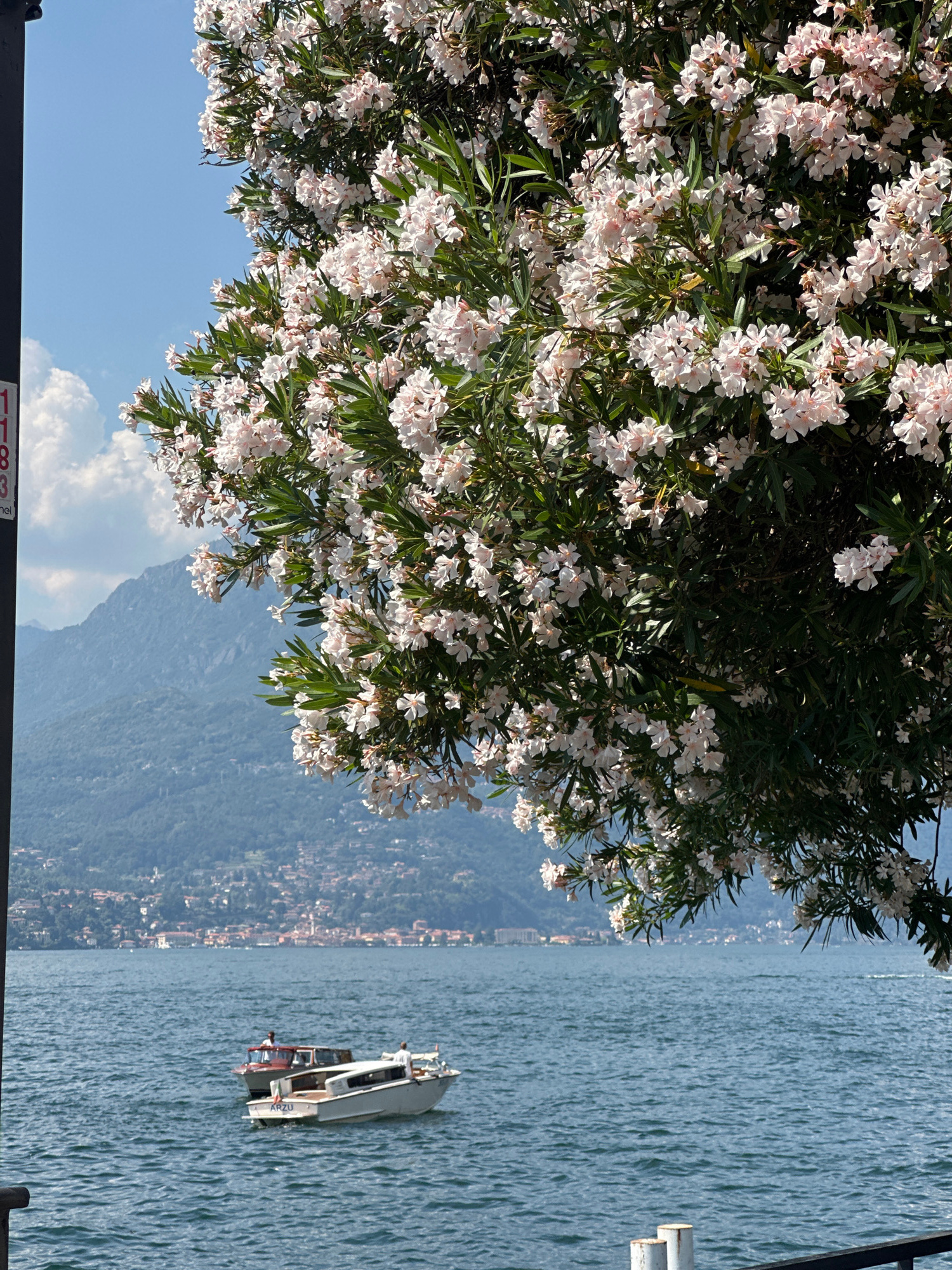 This image captures a vibrant scene featuring a lush flowering tree with delicate white and pink blossoms in the foreground. The tree's branches extend across the top left portion of the frame, providing a soft, natural frame. Beyond the foliage, a wide expanse of blue water stretches out, its surface rippled by a gentle breeze.
In the middle ground, a small boat with a white hull is visible on the water, appearing to be in motion. A person can be seen on the boat. In the distance, a coastal town or village is nestled along the shoreline, with buildings and hills creating a picturesque backdrop. The sky above is a clear, bright blue with a few fluffy white clouds.
The sunlight suggests it is daytime, likely late morning or early afternoon, given the brightness and shadows. The overall mood is serene and picturesque, evoking a sense of a pleasant day in a Mediterranean location. The image is oriented vertically, with the horizon line running down the right side of the frame.
There is some text visible at the bottom of the image, partially obscured by a dark railing, but it appears to be some kind of serial number or identification mark. Given the provided context of San Giovanni, Italy, the scene likely depicts a view of Lake Como or a similar Italian lakeside setting.