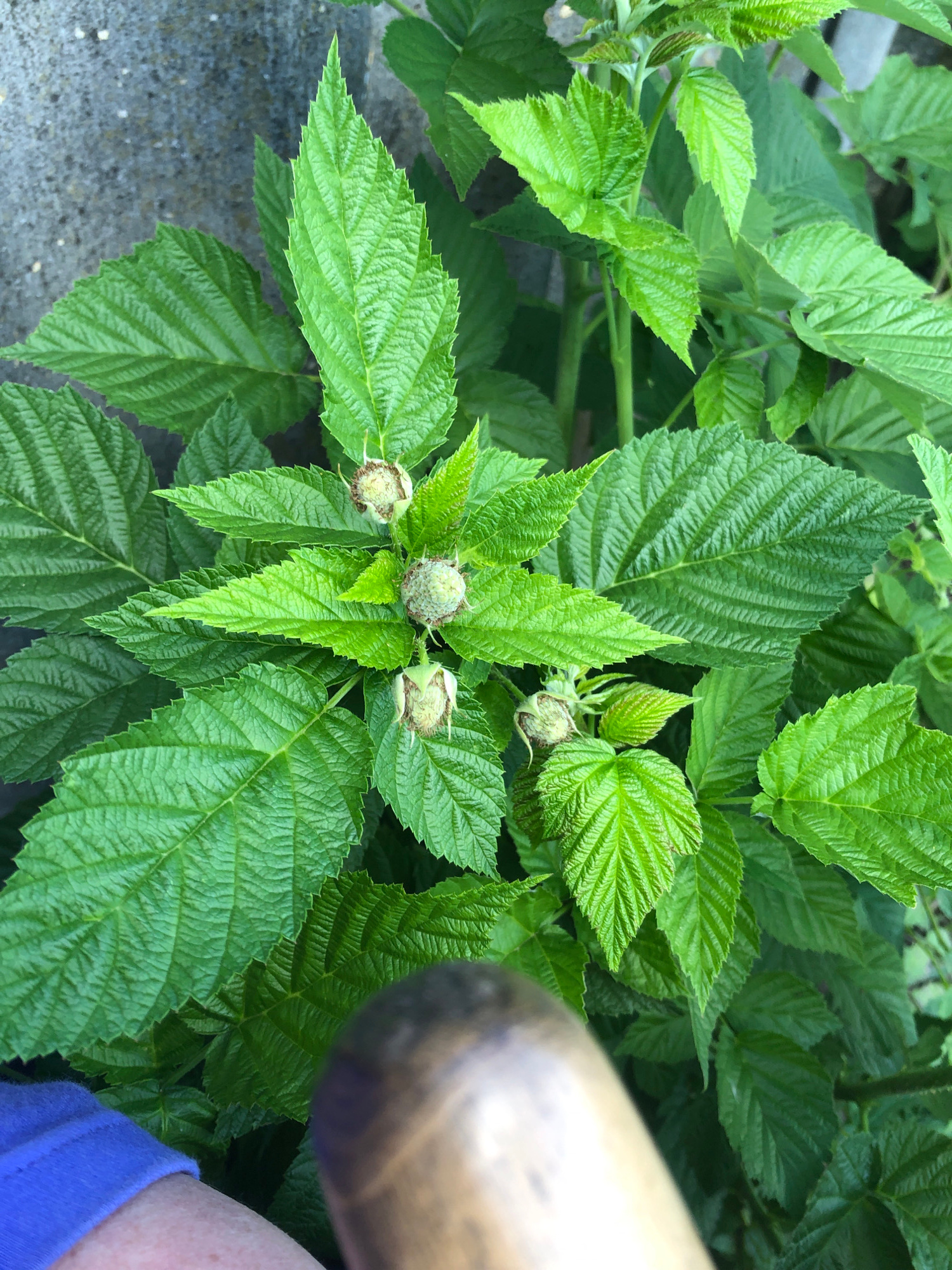 The image shows a close-up of a raspberry plant with several developing green berries. The leaves are a vibrant green and have a serrated edge. The plant is growing next to a rough, grey concrete wall. In the foreground, a blurred section of a person's arm, wearing a blue garment, and a portion of a wooden object are visible. The scene appears to be outdoors in natural light. The exact location in Khmilnytsia, Ukraine, is not discernible from the image itself.