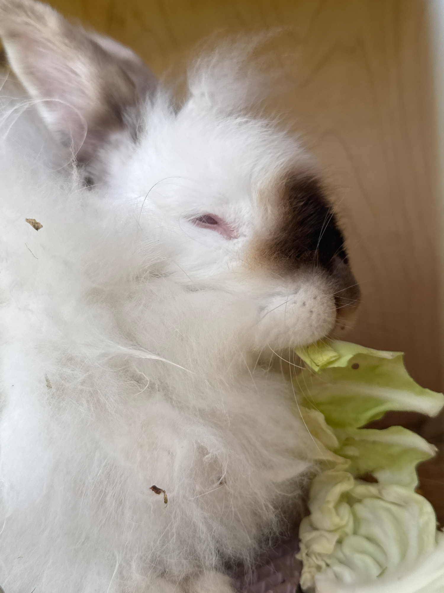 This close-up, high-angle shot shows a fluffy white rabbit lying on its back, with its face partially obscured by its own fur. The rabbit has distinct brown markings on its head and ears, and one closed eye with a pinkish hue is visible. It appears to be chewing on a piece of light green leafy vegetable, likely lettuce. The background consists of a light-colored, wooden surface and a dark purple, textured material, possibly a blanket or bedding. Scattered throughout the fur are a few small, dark specks, which could be debris or food fragments. The overall impression is of a relaxed and comfortable animal enjoying a snack. The image provides no cues about the time of day, weather, or specific location beyond what is suggested by the domestic setting. There is no visible text in the image.
