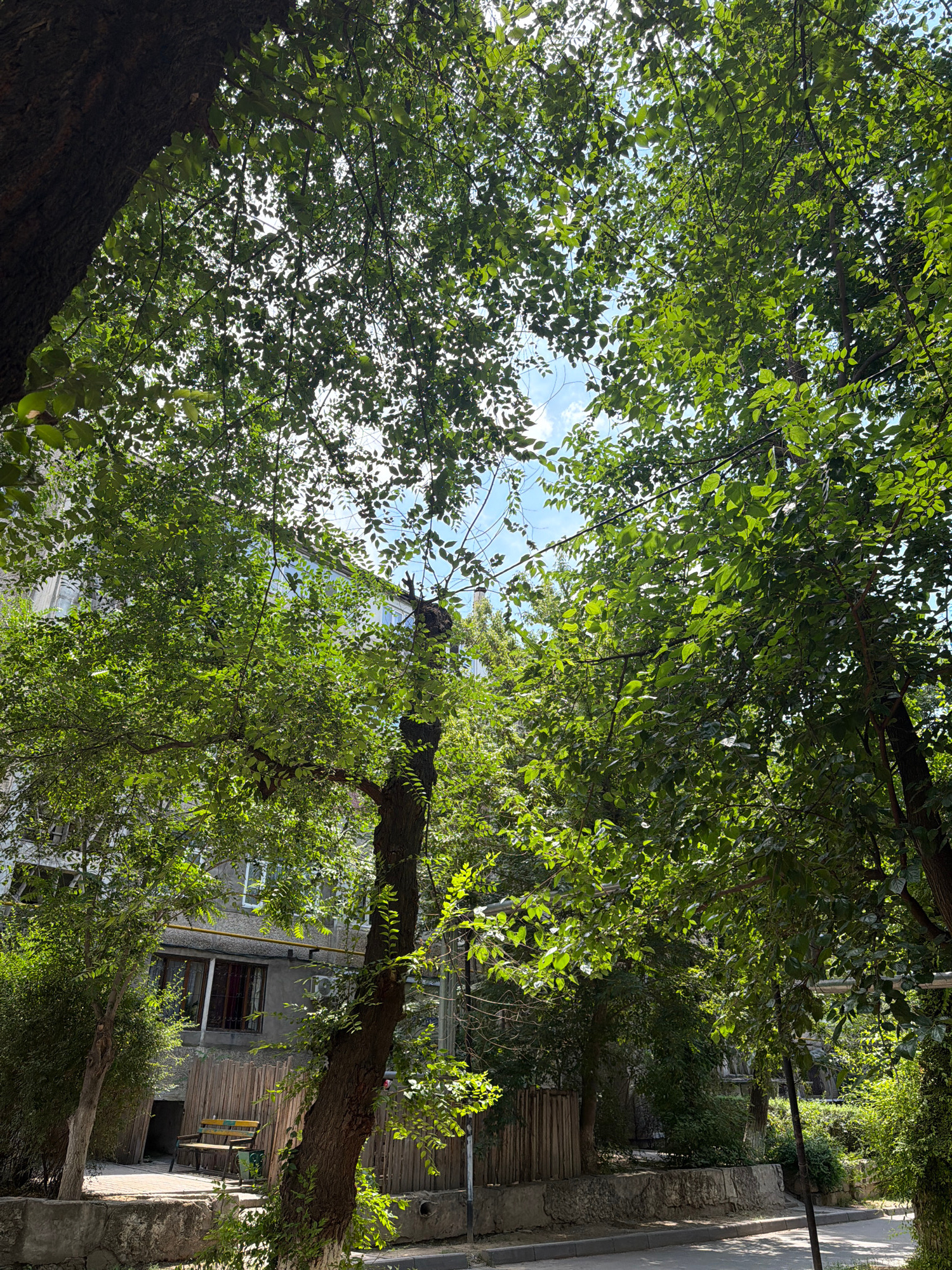 The image captures a view looking upwards through lush green trees towards a partly cloudy blue sky. In the background, partially obscured by the foliage, is a multi-story building with a grey facade, visible windows, and some architectural details. Below the building, a section of a courtyard or street is visible, featuring a wooden fence and a bench. The scene appears to be in an urban setting, likely a residential area in Shymkent, Kazakhstan, given the architectural style of the building and the presence of mature trees lining the street. Sunlight filters through the leaves, creating dappled patterns on the ground and highlighting the vibrant green of the vegetation. No people are visible in the frame.