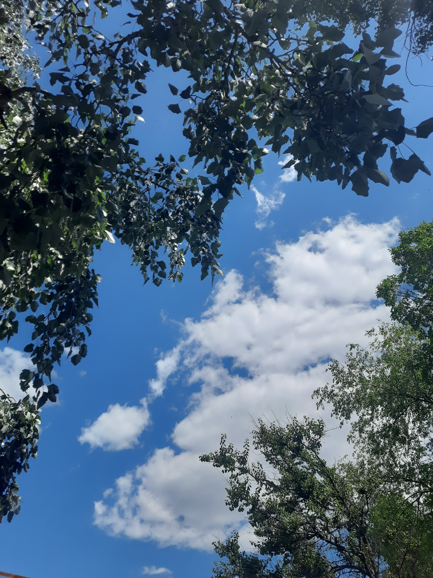 The image captures a low-angle view looking up at a bright blue sky filled with fluffy white clouds. Green foliage from trees frames the sky from the top and right edges of the frame. The leaves appear lush and vibrant, suggesting a temperate season. There are no visible people, objects, or actions to describe. The scene is consistent with an outdoor environment, likely a park or residential area within the city of Horishni Plavni, Ukraine, on a clear day.