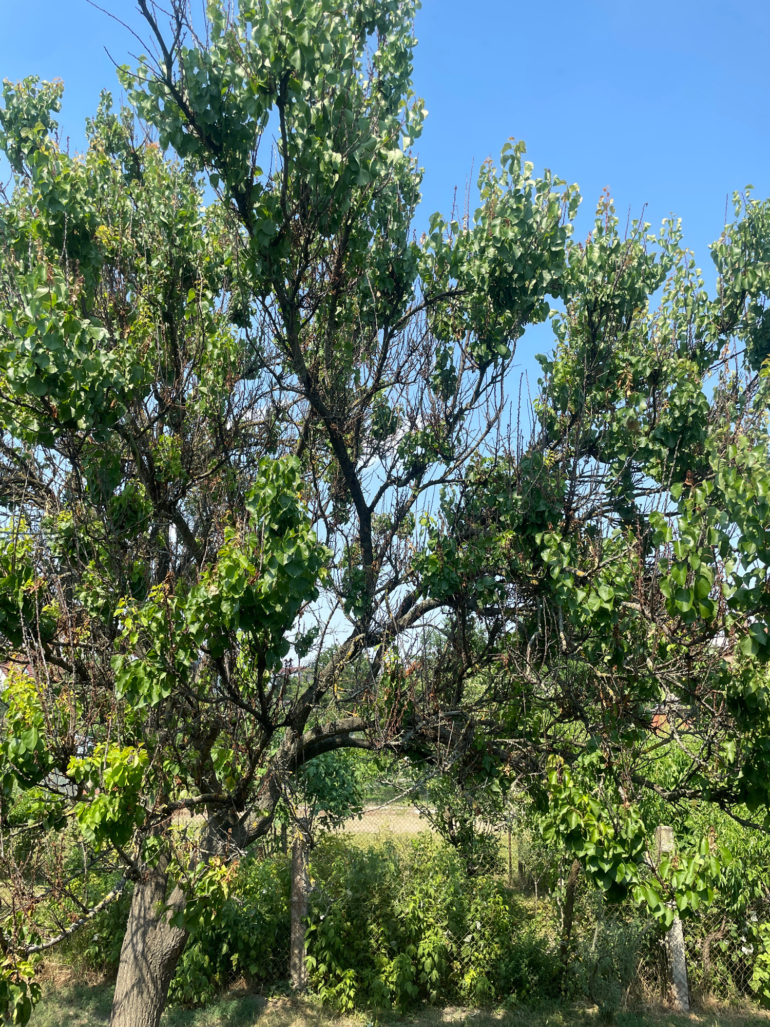 This is a photograph of a tree with green leaves against a clear blue sky. The tree has a thick trunk and many branches. Some branches appear to be dead or dry. In the background, there is more greenery and a fence. The scene appears to be outdoors in a rural or semi-rural setting. The image is dated 2023-07-12 13:11:19.