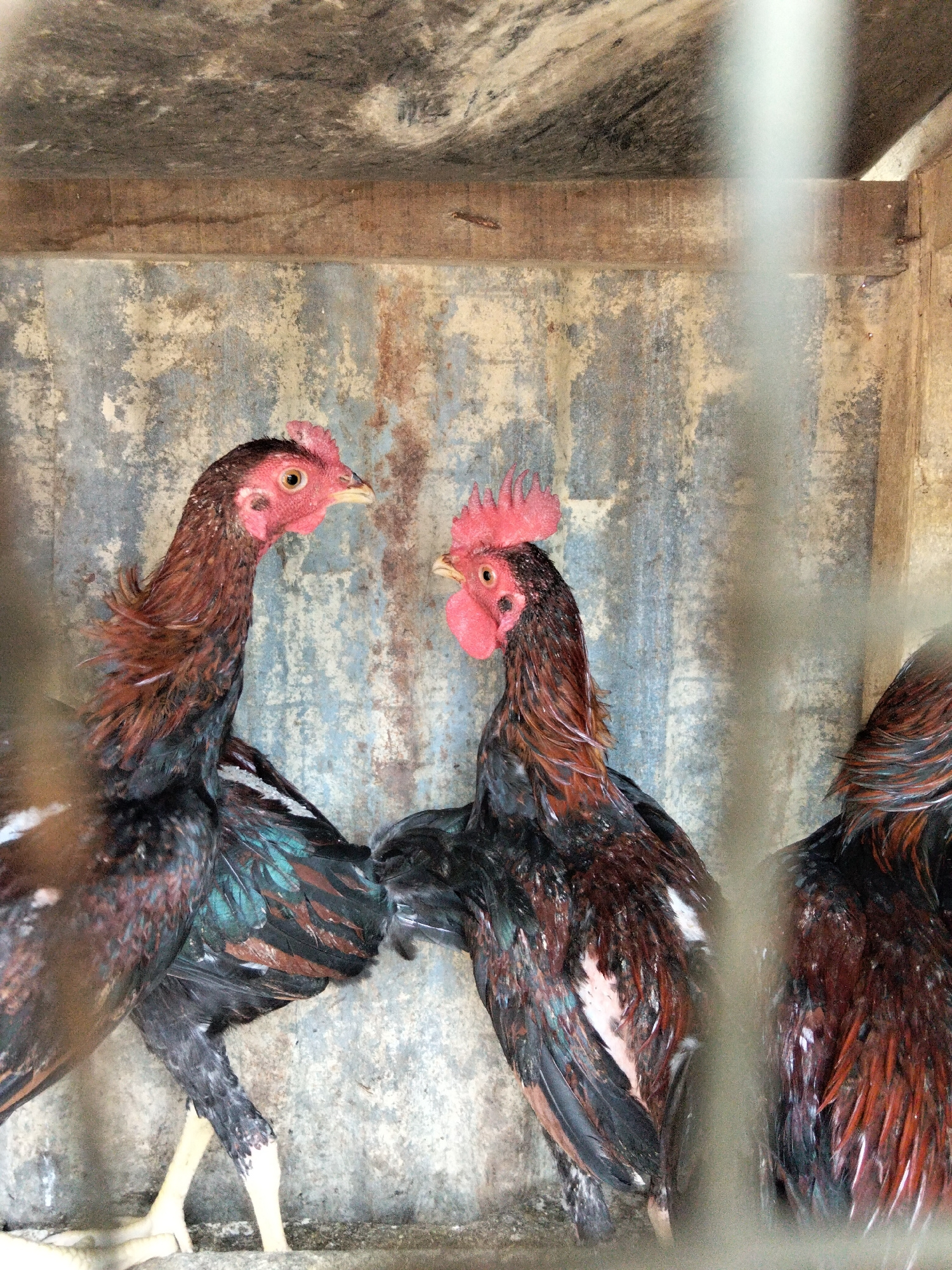 Three roosters are positioned within a rustic enclosure. The enclosure features a corrugated metal wall as a backdrop and wooden beams along the top and sides. The rooster on the left is facing right, with its head turned towards the center. It has dark brown and black feathers, with iridescent green and blue accents on its wings, and a bright red comb and wattles. Its legs are visible, with pale yellow scales. The rooster in the center is facing left, also looking towards the other roosters. It has a similar feather pattern and red comb. The third rooster, partially visible on the right, is facing away from the camera and towards the center. The ground appears to be a mixture of dirt and gravel. The image was taken in the city of Benuaraja, Indonesia.