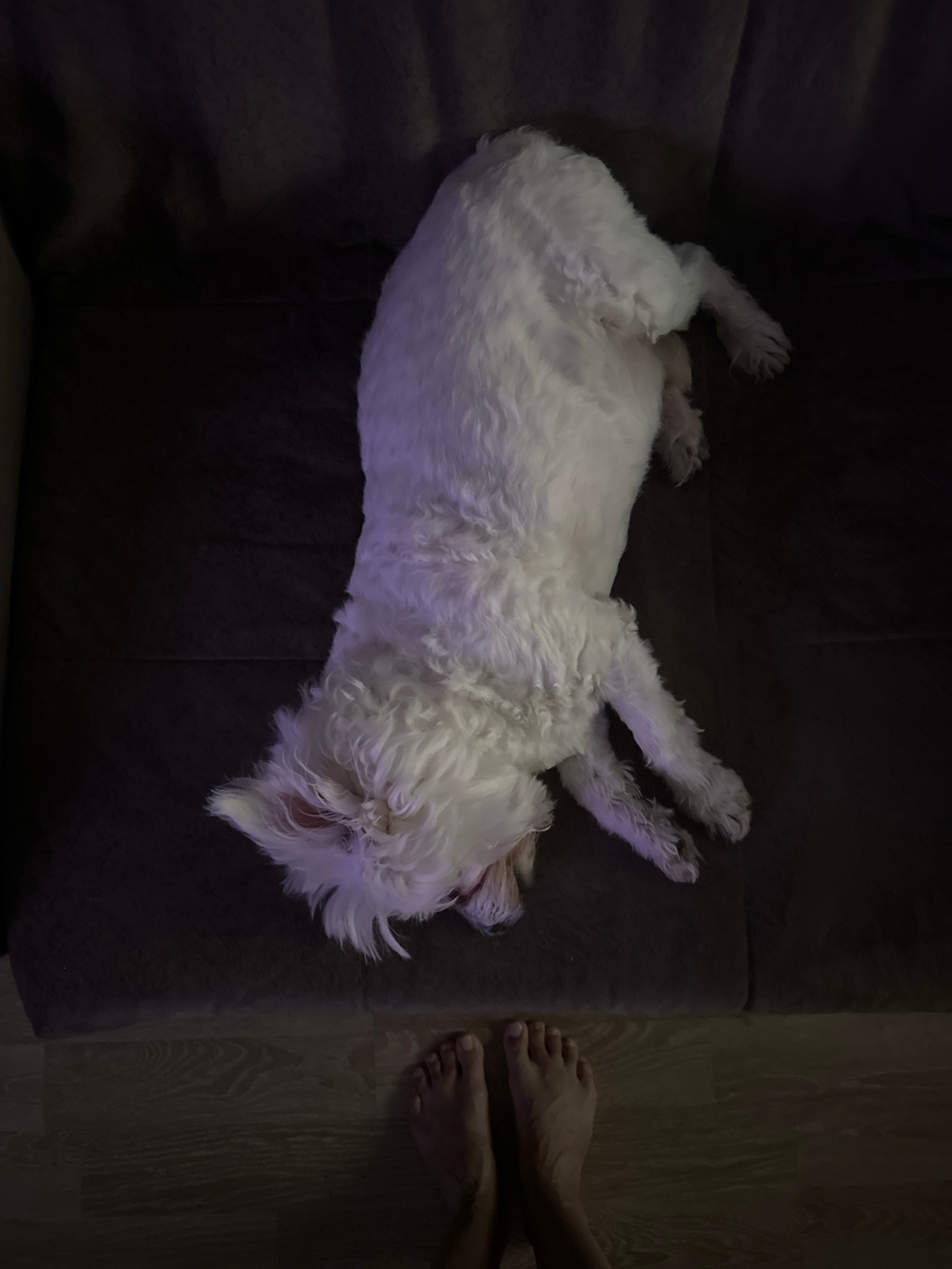 A white, fluffy dog is sleeping on a dark brown couch. Its body is stretched out, with its head resting on its paws. The dog's fur is illuminated by a purple light. In the foreground, two bare feet are visible on a wooden floor. The scene appears to be indoors, possibly in a living room. The image does not provide any specific information about the location in Kudrovo, Russia.